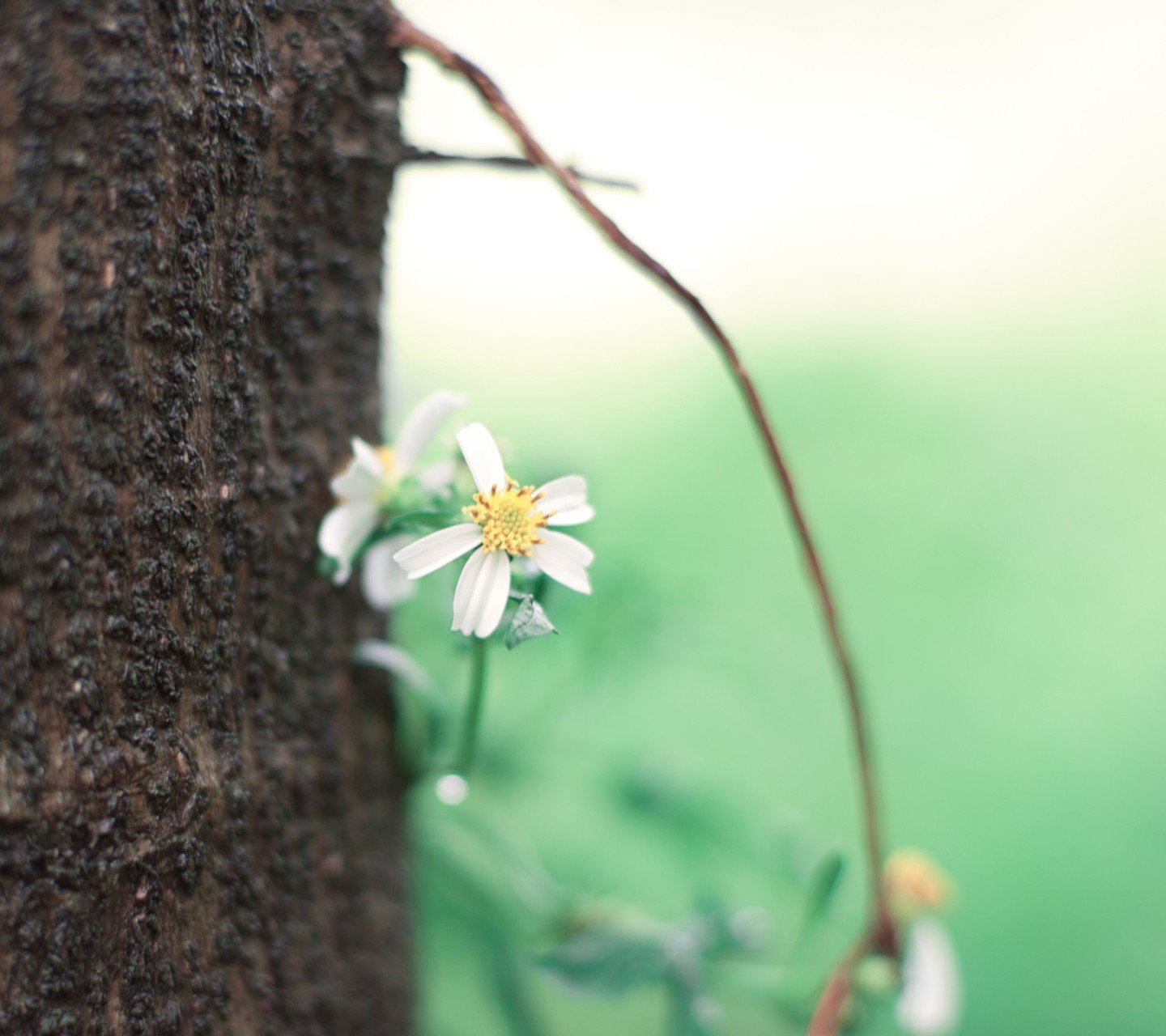 小清新,儿童桌面专用