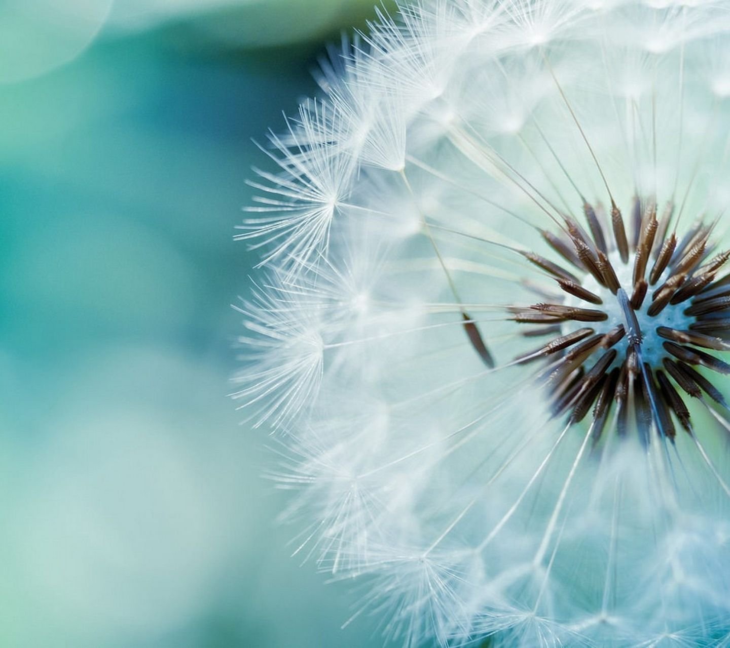 小清新,儿童桌面专用