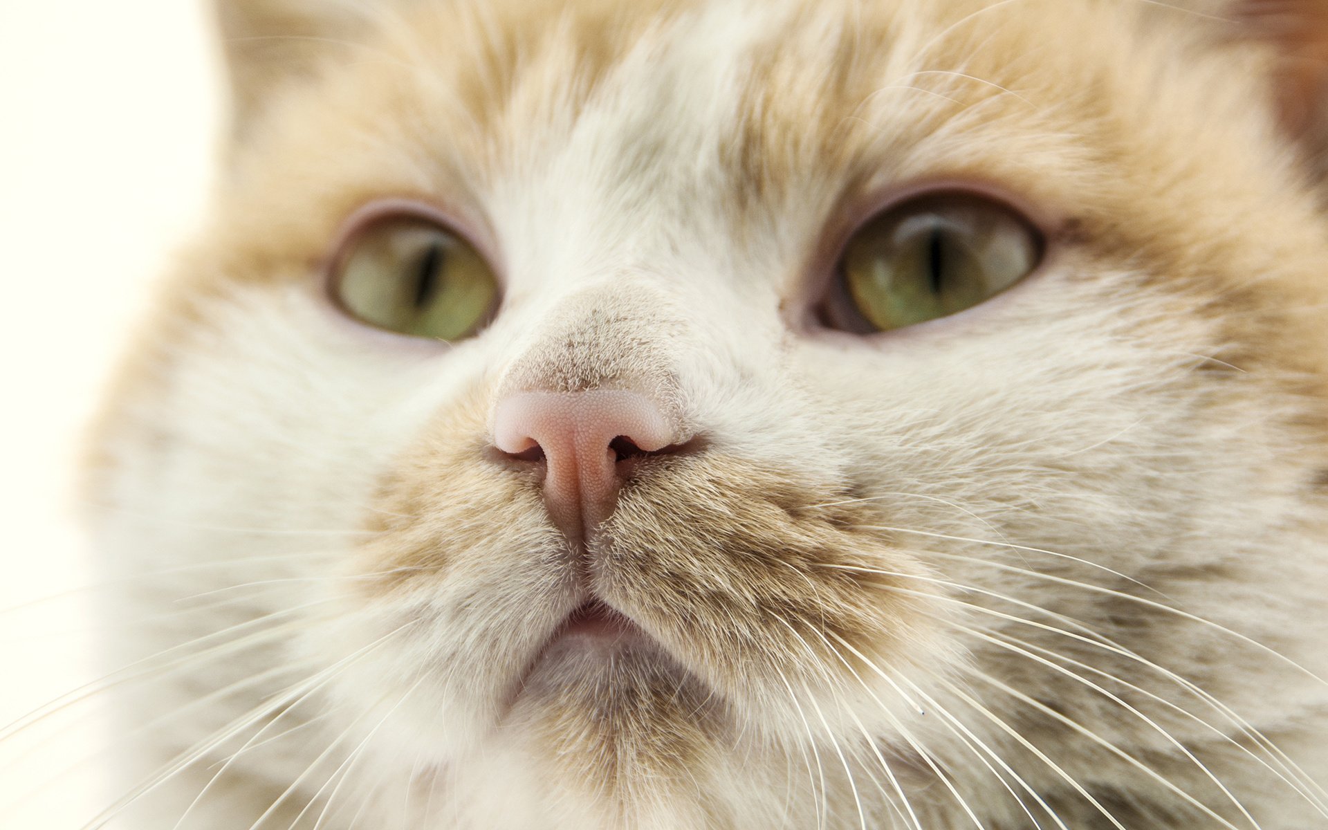 萌宠,动物,喵星人,猫,猫咪专辑,@一双铁筷,儿童桌面专用