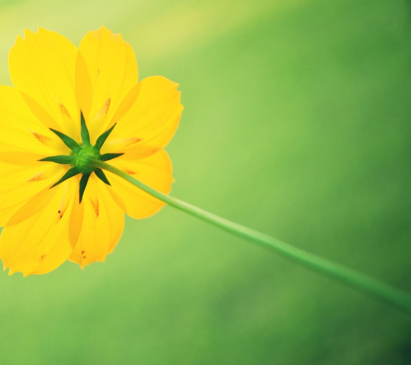 小清新,儿童桌面专用