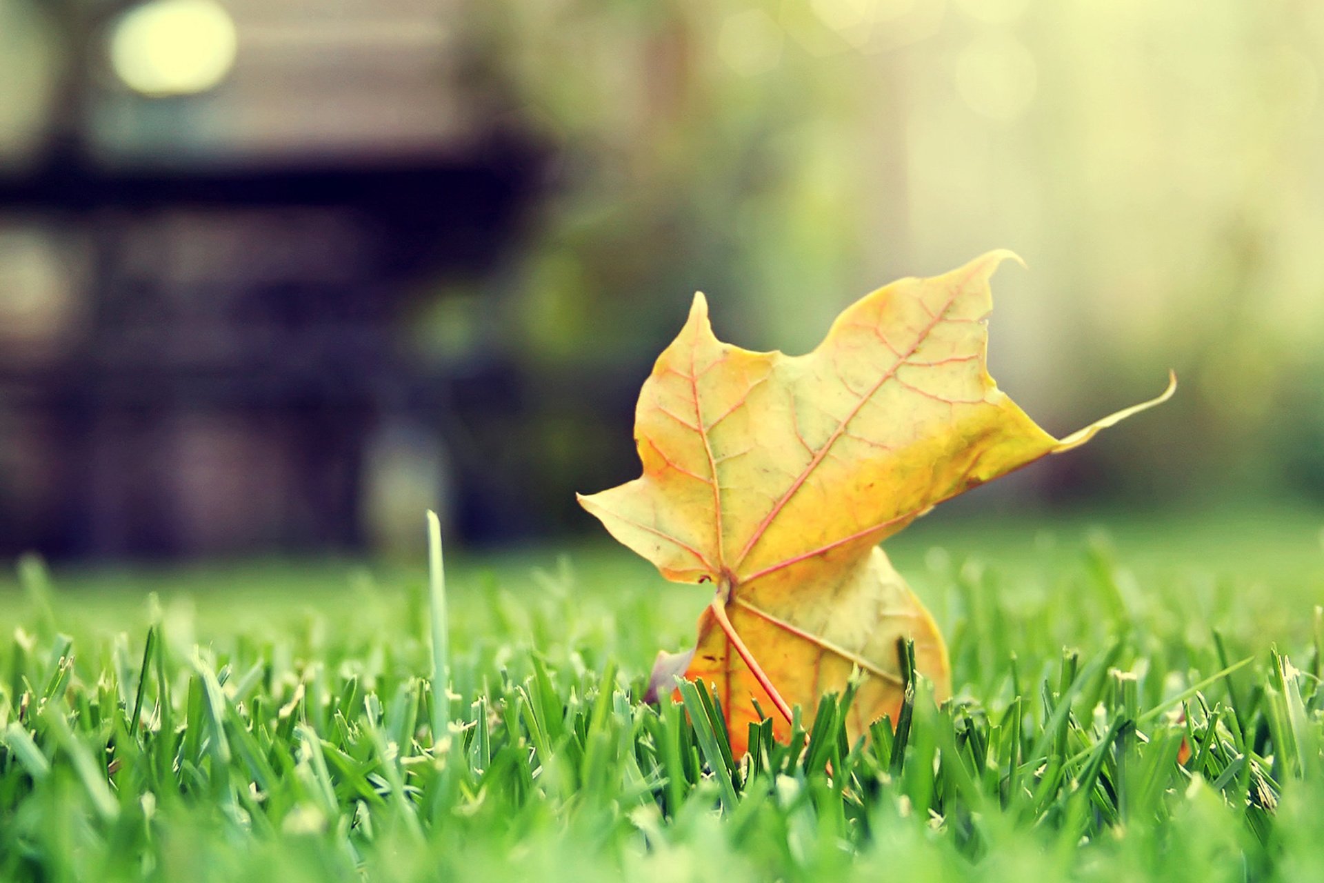 风景,摄影,心旷神怡,儿童桌面专用