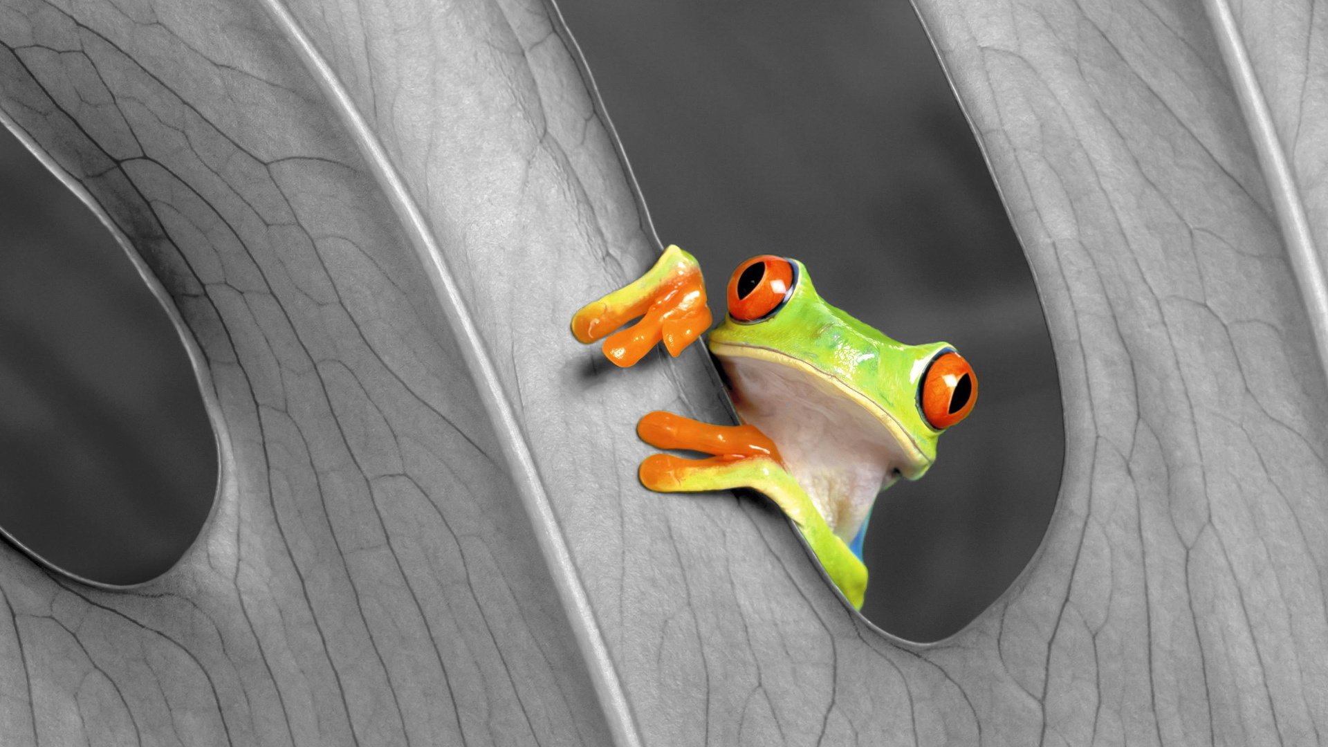 动物,宠物,萌宠,儿童桌面专用