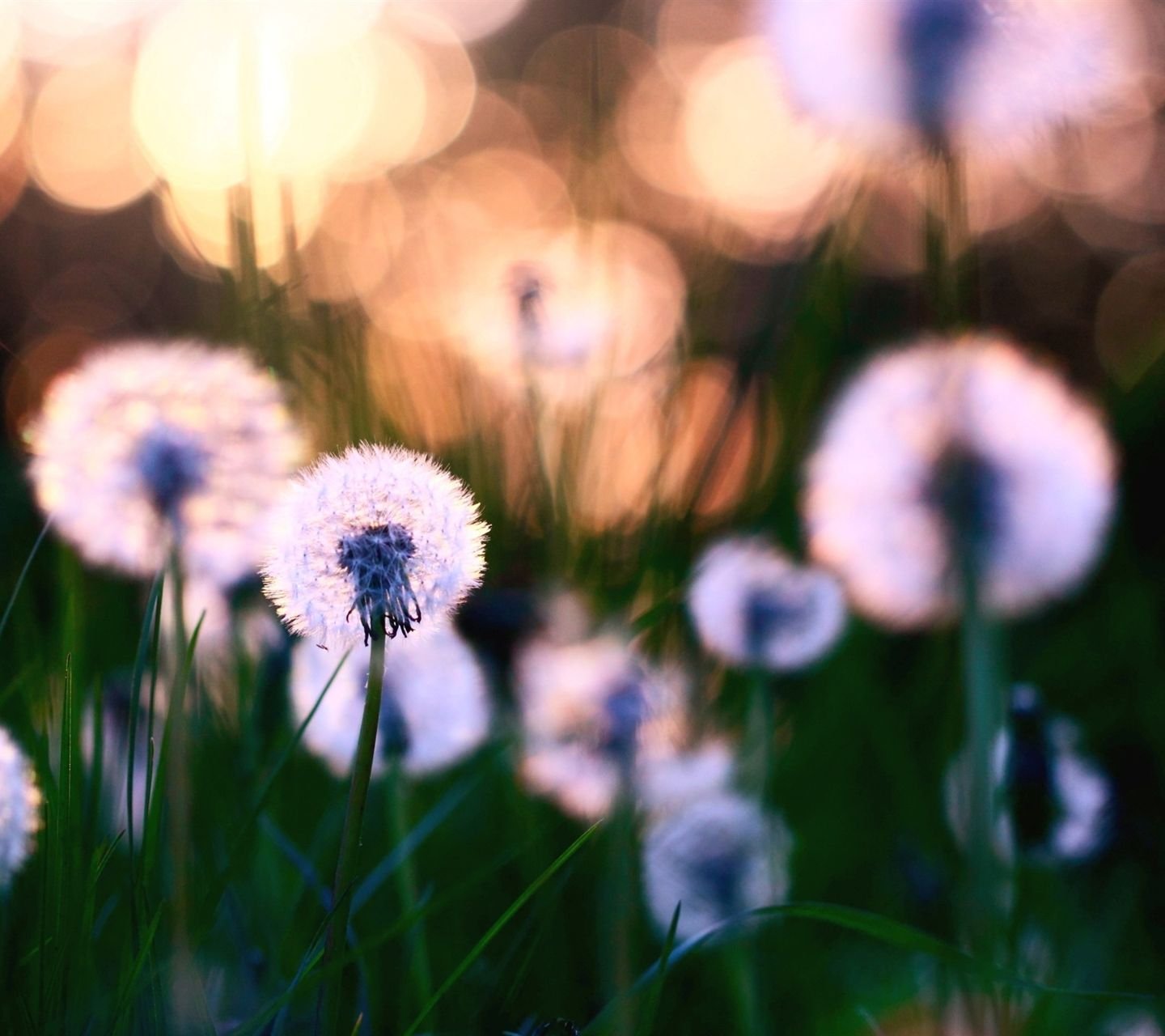 小清新,儿童桌面专用