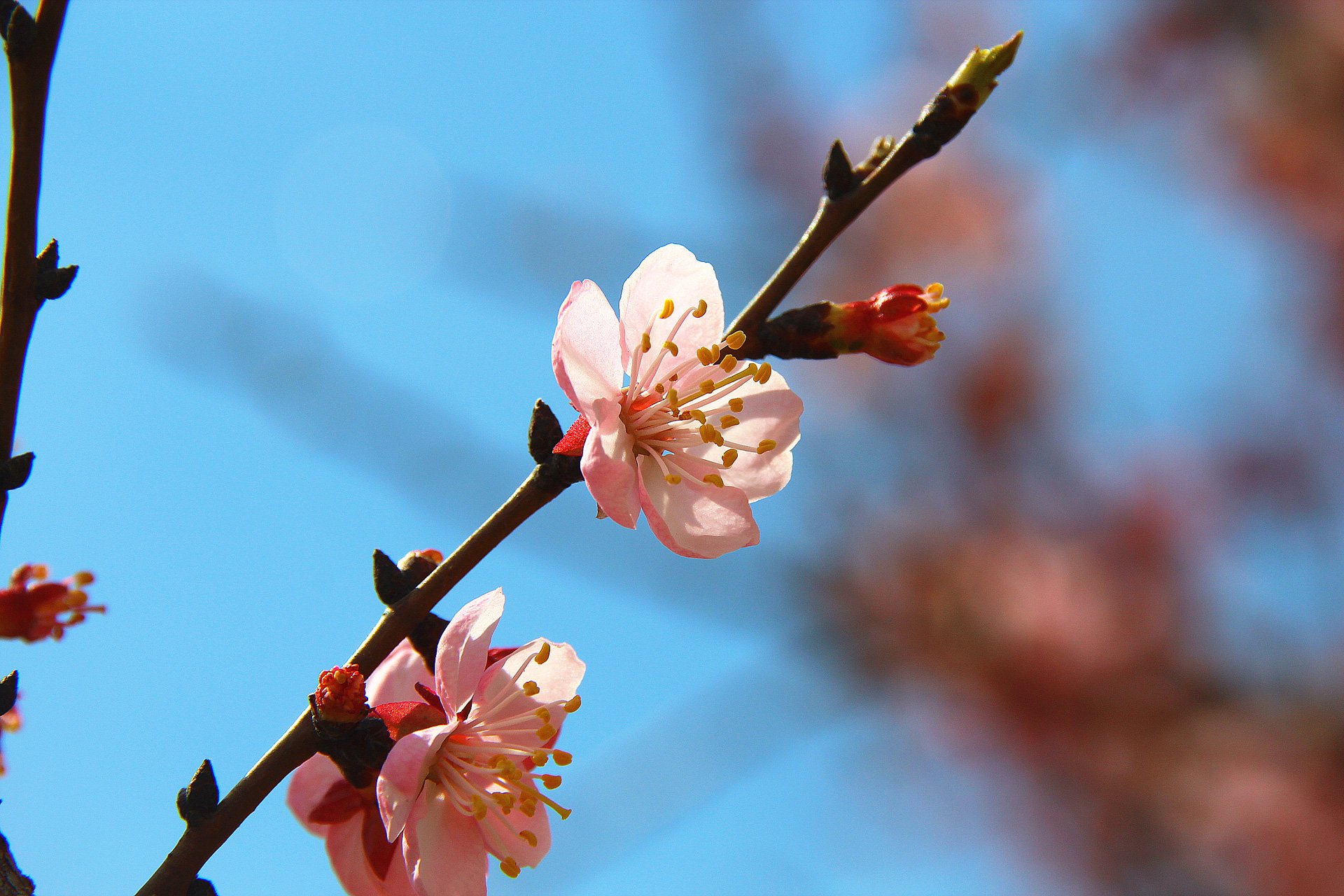 小清新,儿童桌面专用