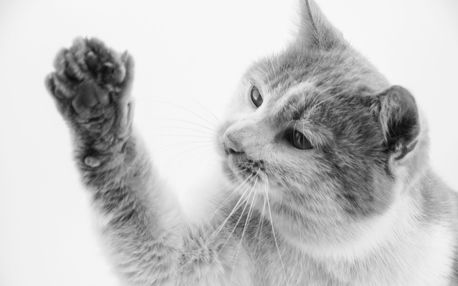 萌宠,动物,喵星人,猫,猫咪专辑,@一双铁筷,儿童桌面专用