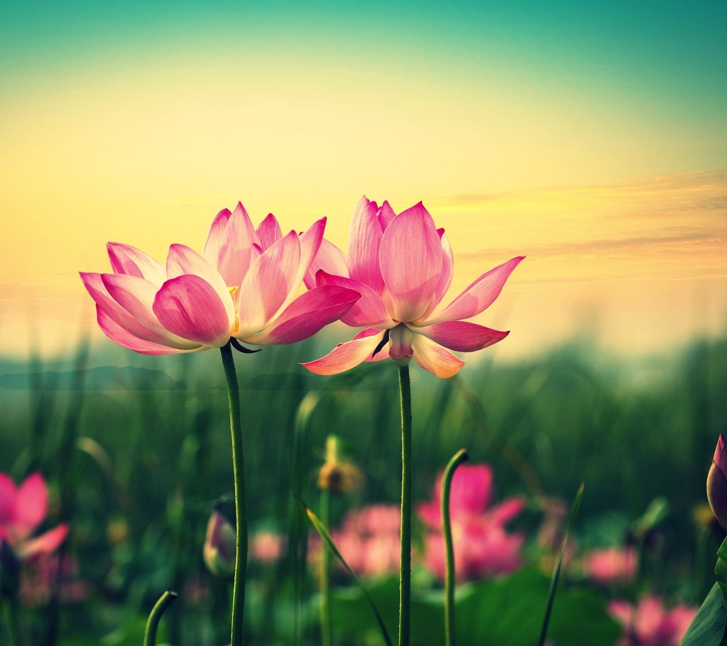 风景,儿童桌面专用