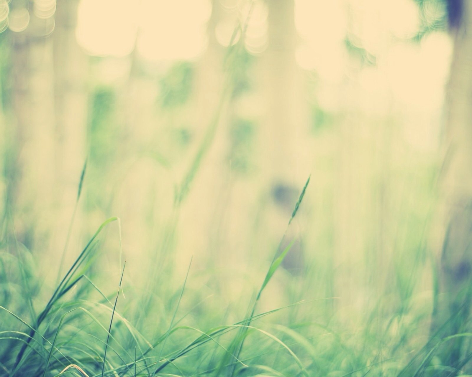 风景,儿童桌面专用