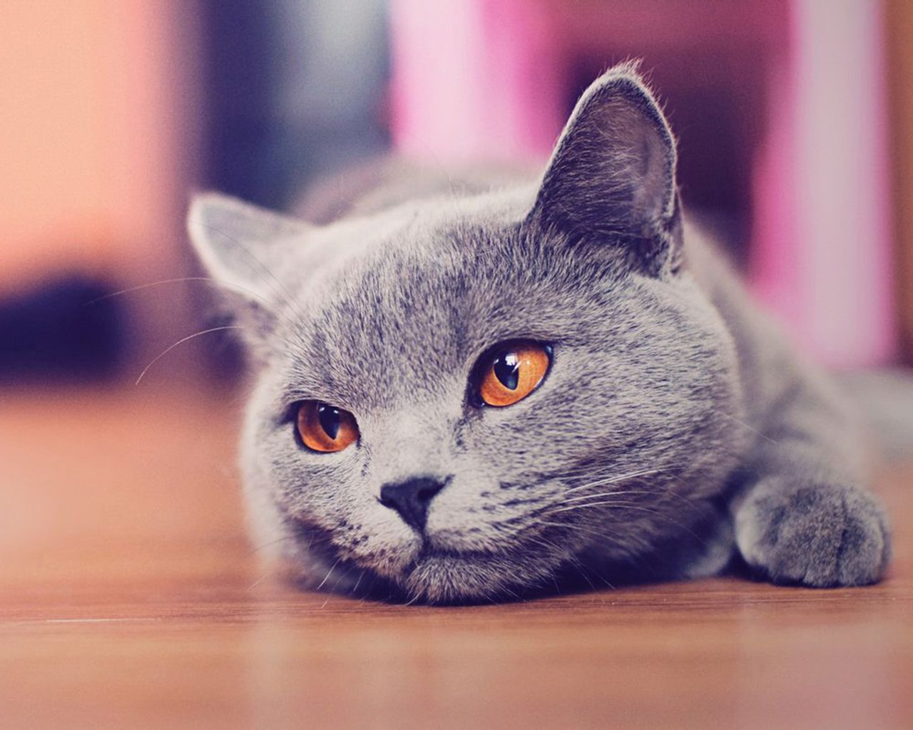 萌宠,儿童桌面专用