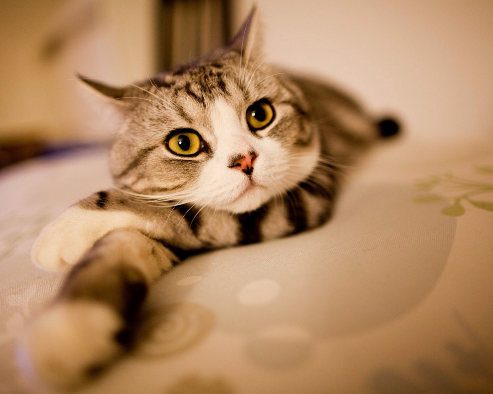 萌宠,儿童桌面专用