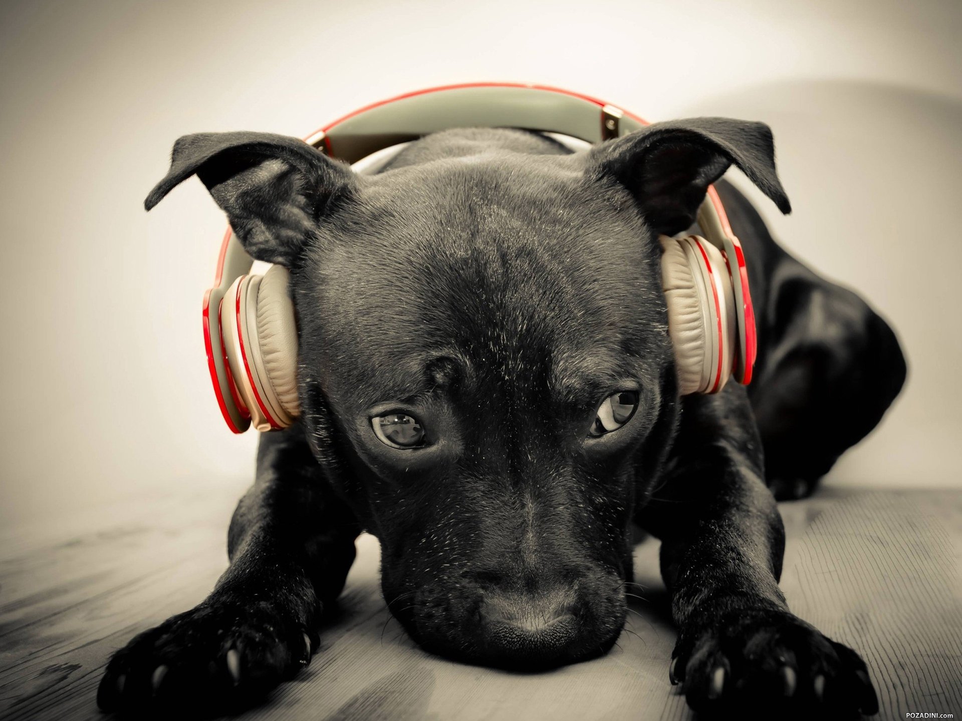 萌宠,儿童桌面专用