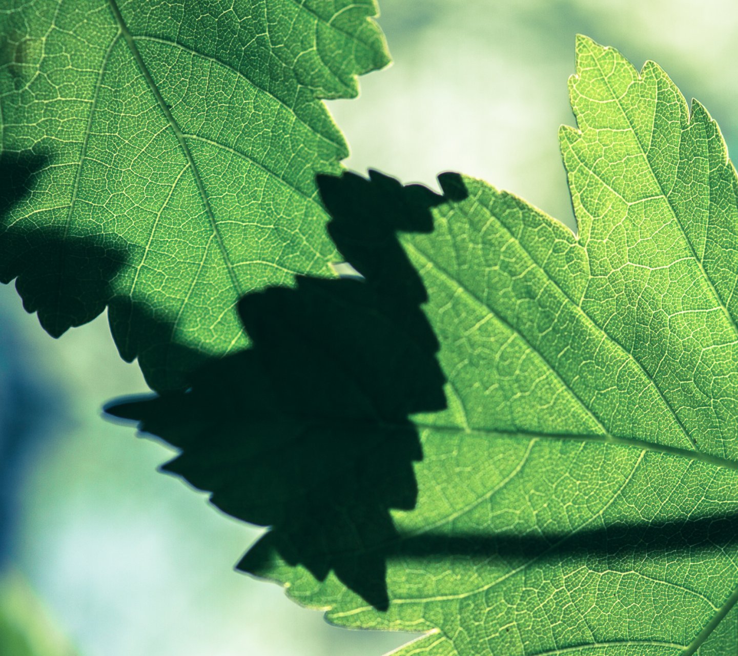 小清新,儿童桌面专用