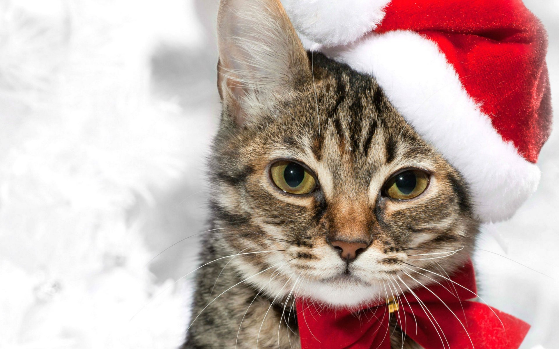 萌宠,儿童桌面专用