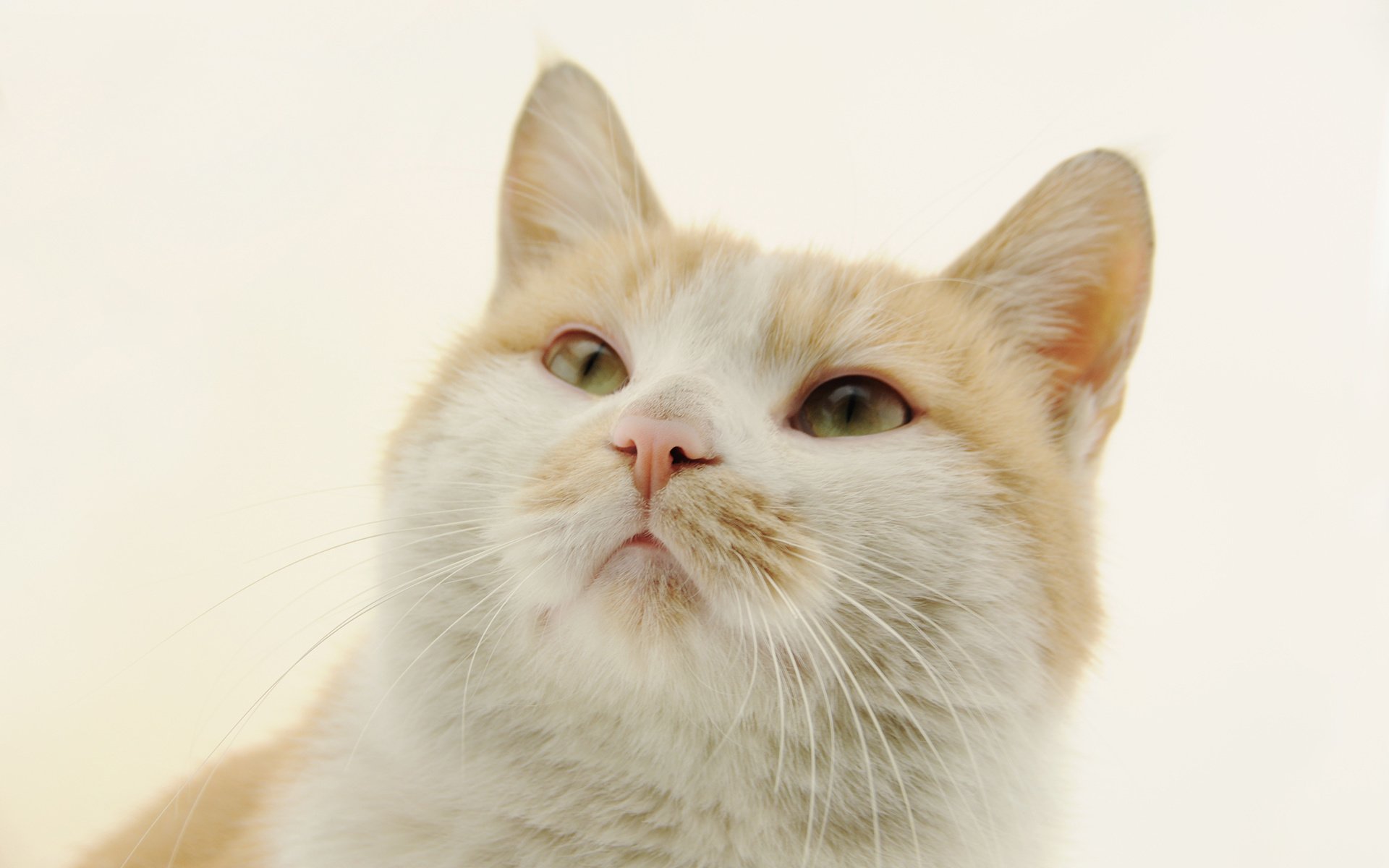 萌宠,动物,喵星人,猫,猫咪专辑,@一双铁筷,儿童桌面专用