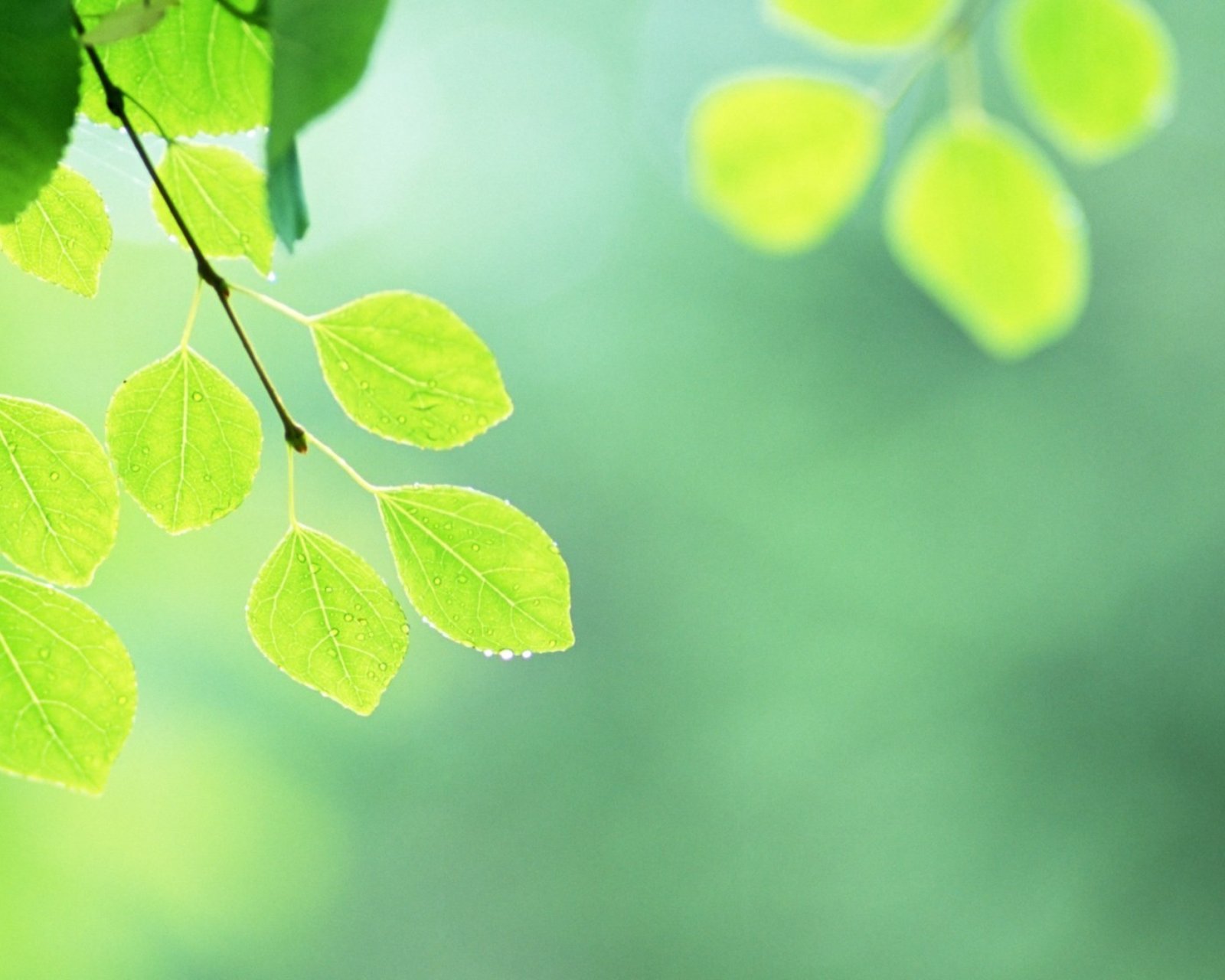 小清新,儿童桌面专用