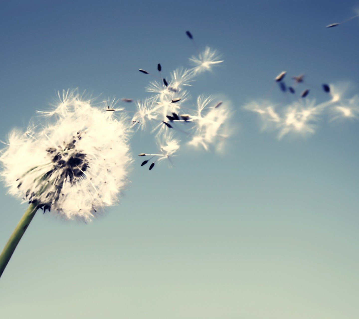 小清新,儿童桌面专用