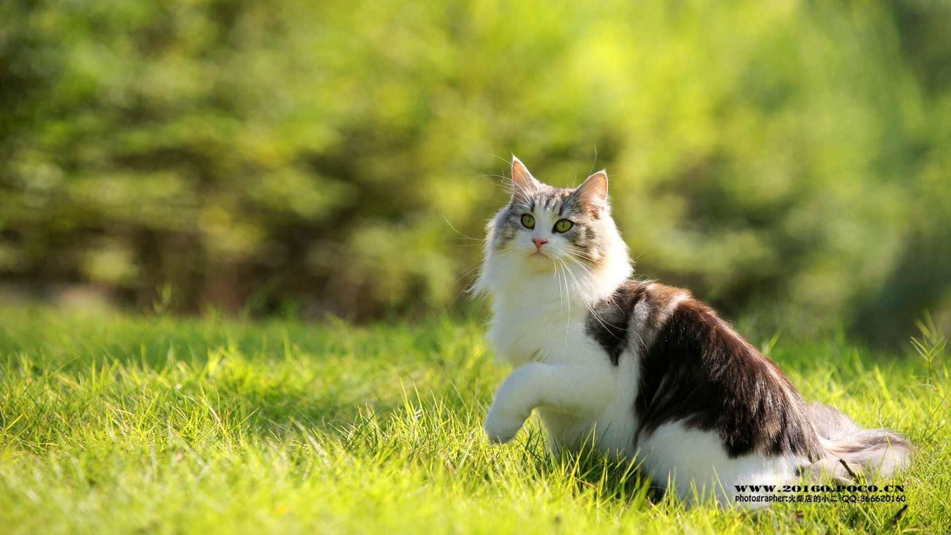 萌宠,可爱,动物,火柴宠摄,儿童桌面专用