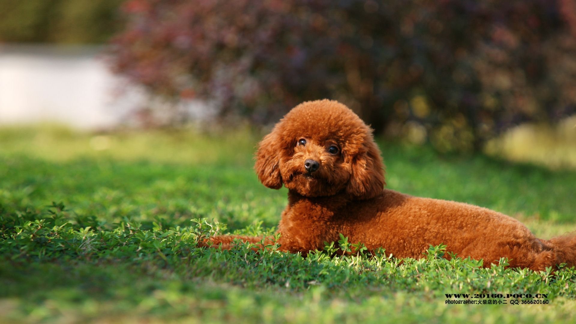 萌宠,可爱,动物,火柴宠摄,儿童桌面专用