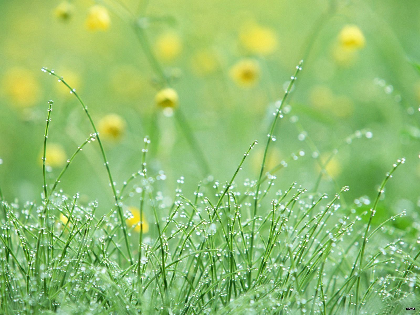 小清新,儿童桌面专用