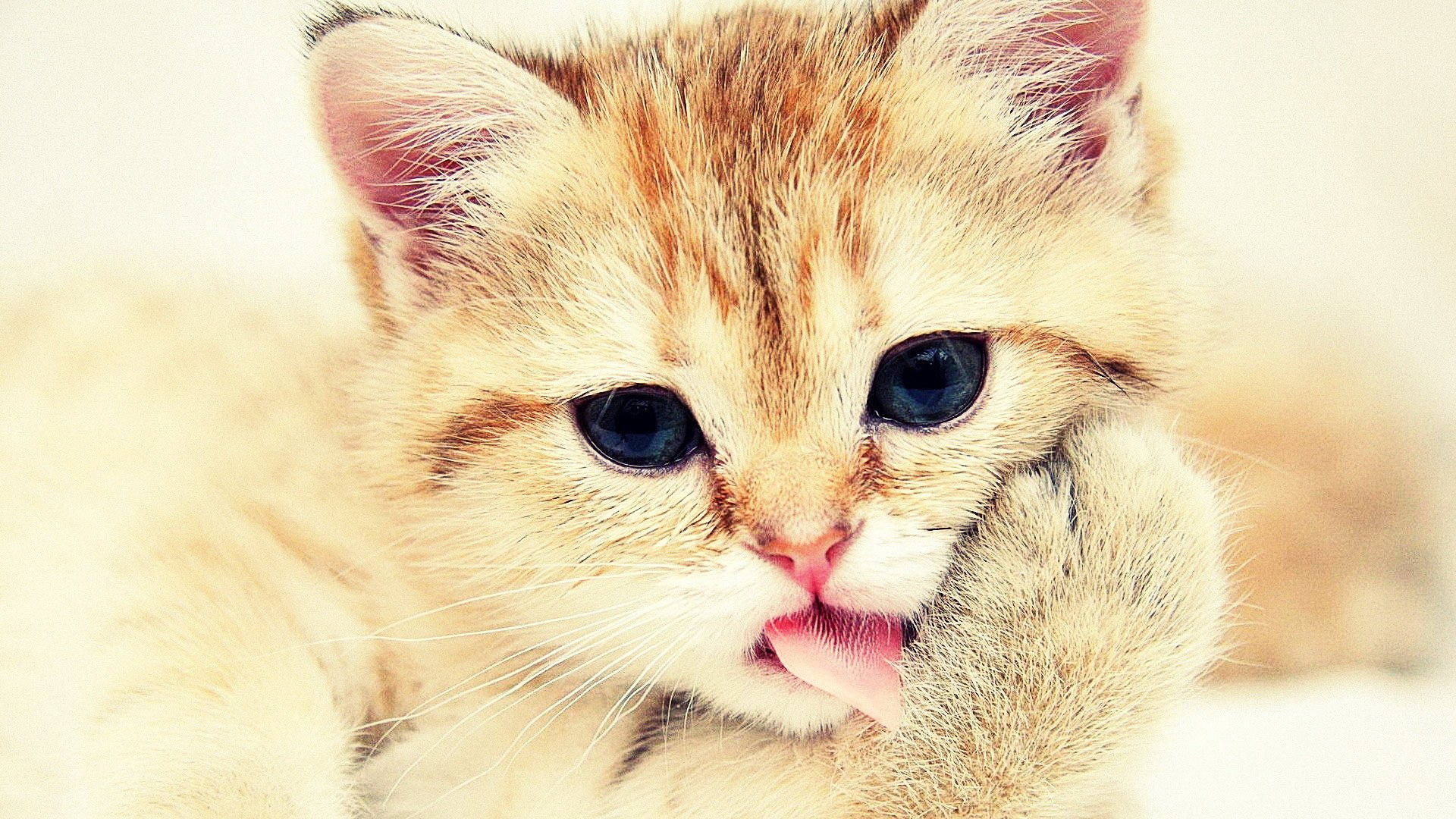 萌宠,儿童桌面专用