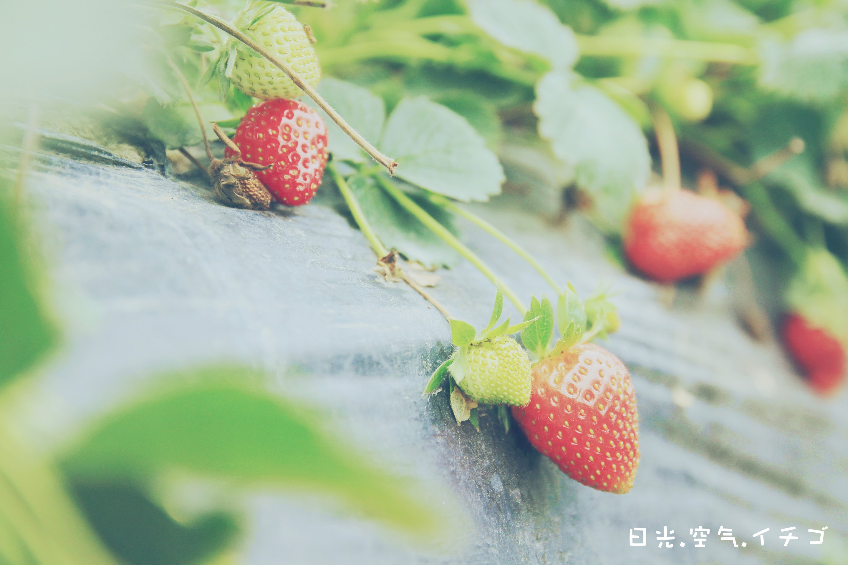 小清新,儿童桌面专用