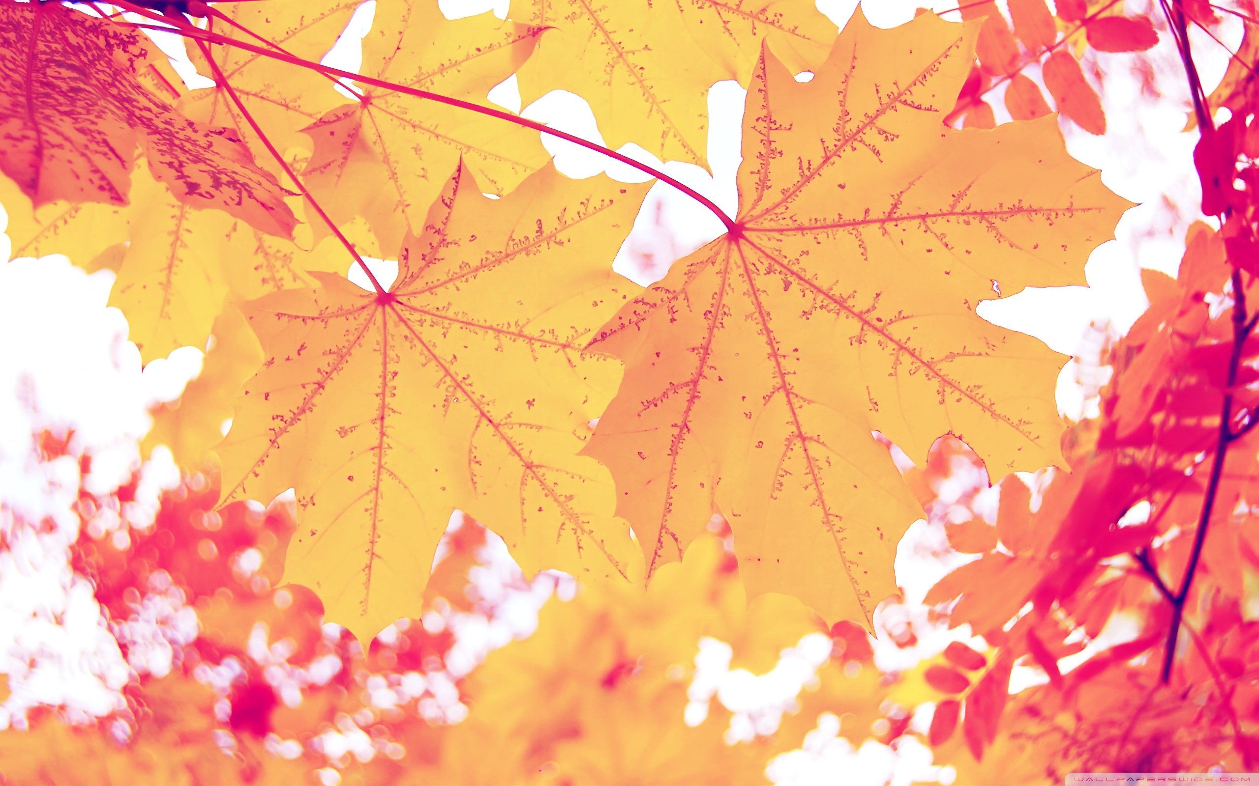 小清新,儿童桌面专用