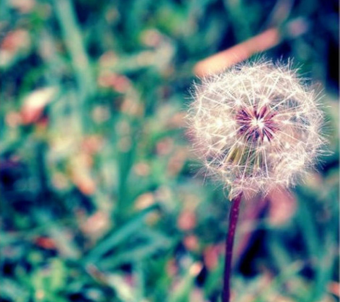 小清新,儿童桌面专用