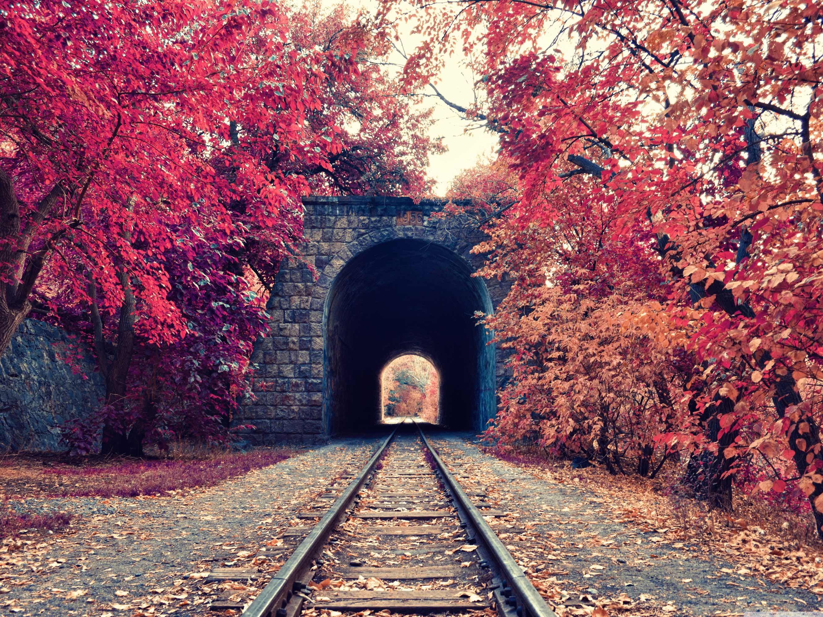 风景,儿童桌面专用