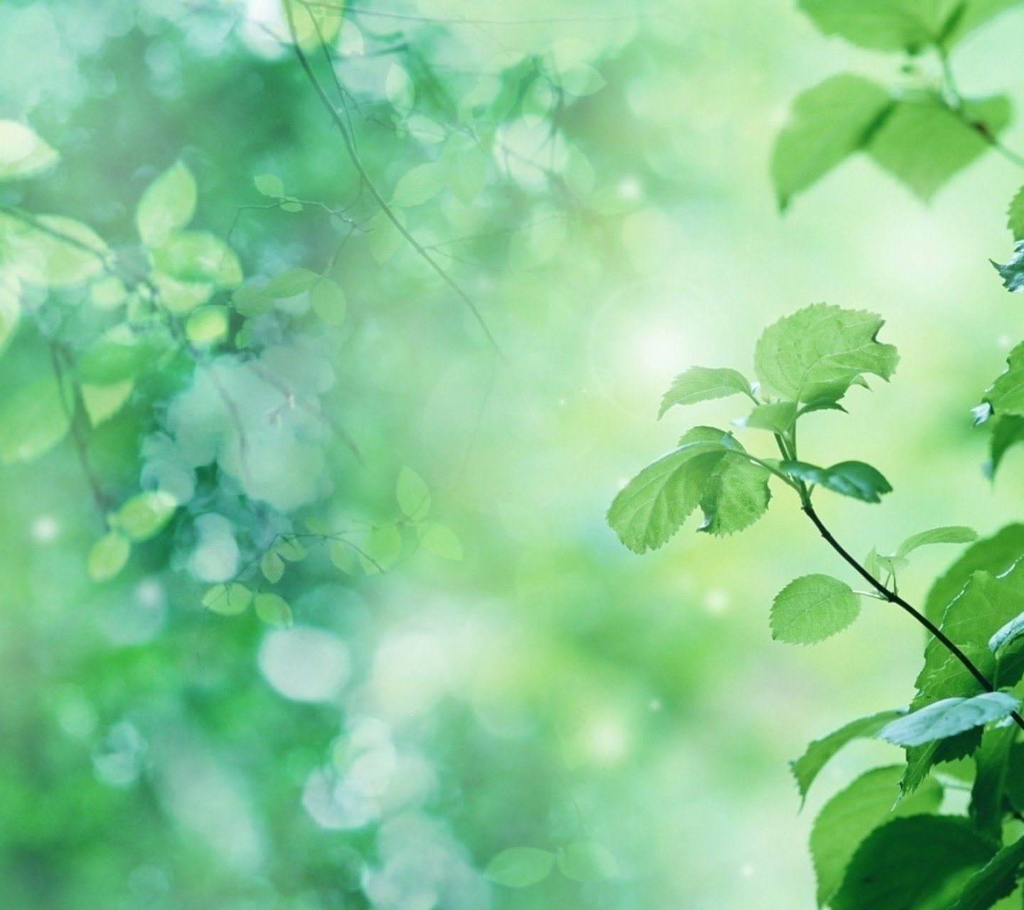 小清新,儿童桌面专用