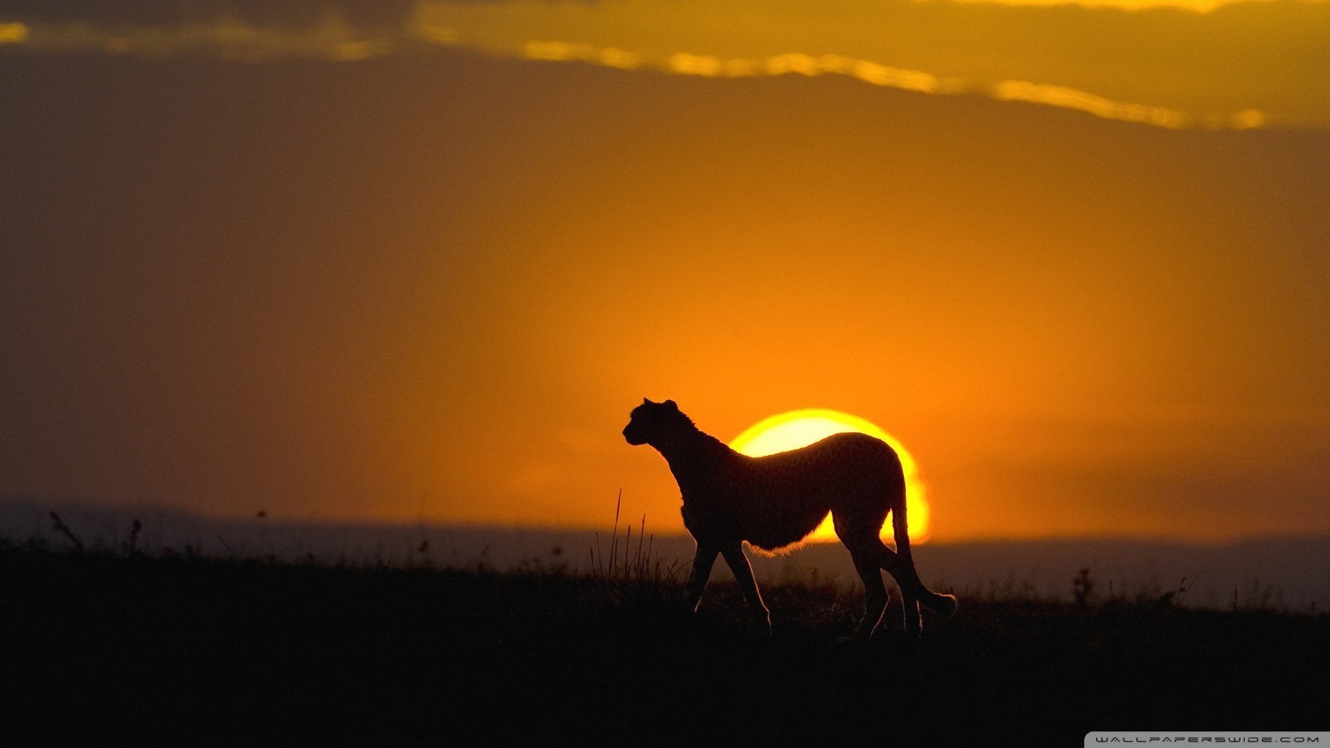 萌宠,动物,儿童桌面专用