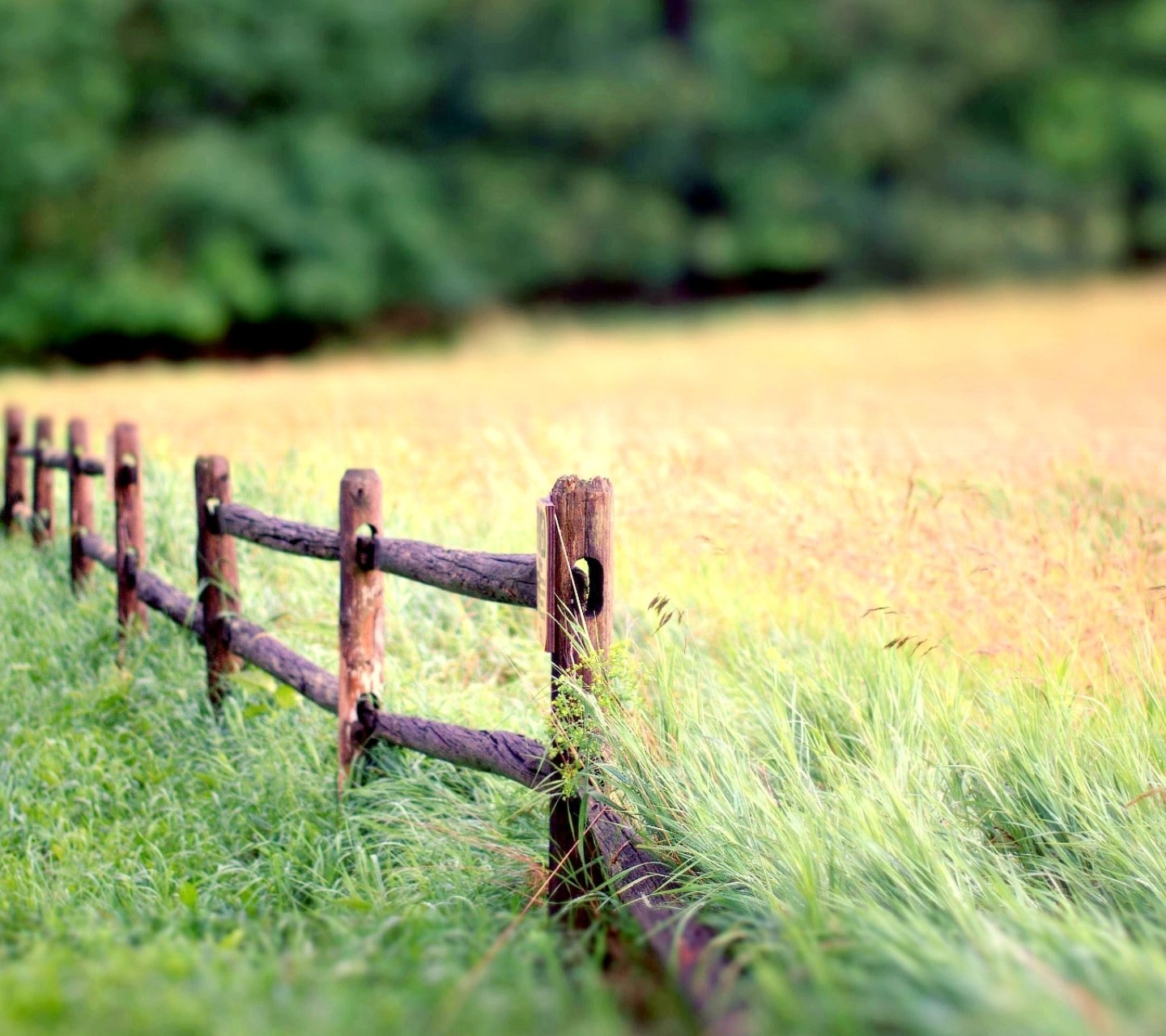 风景,儿童桌面专用