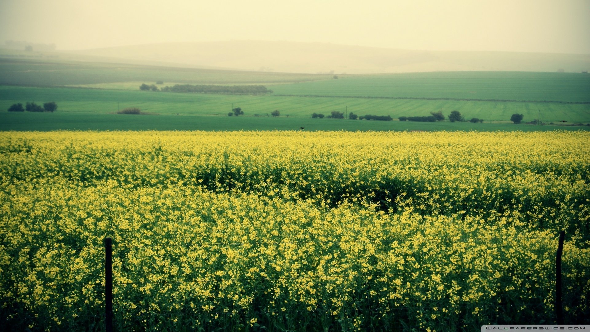 风景,儿童桌面专用