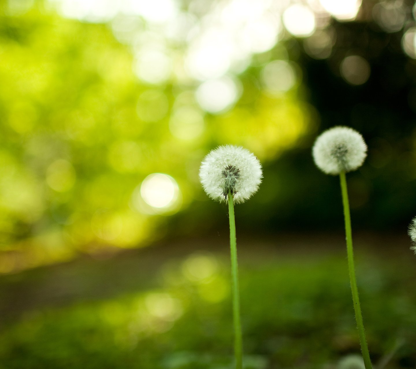 小清新,儿童桌面专用