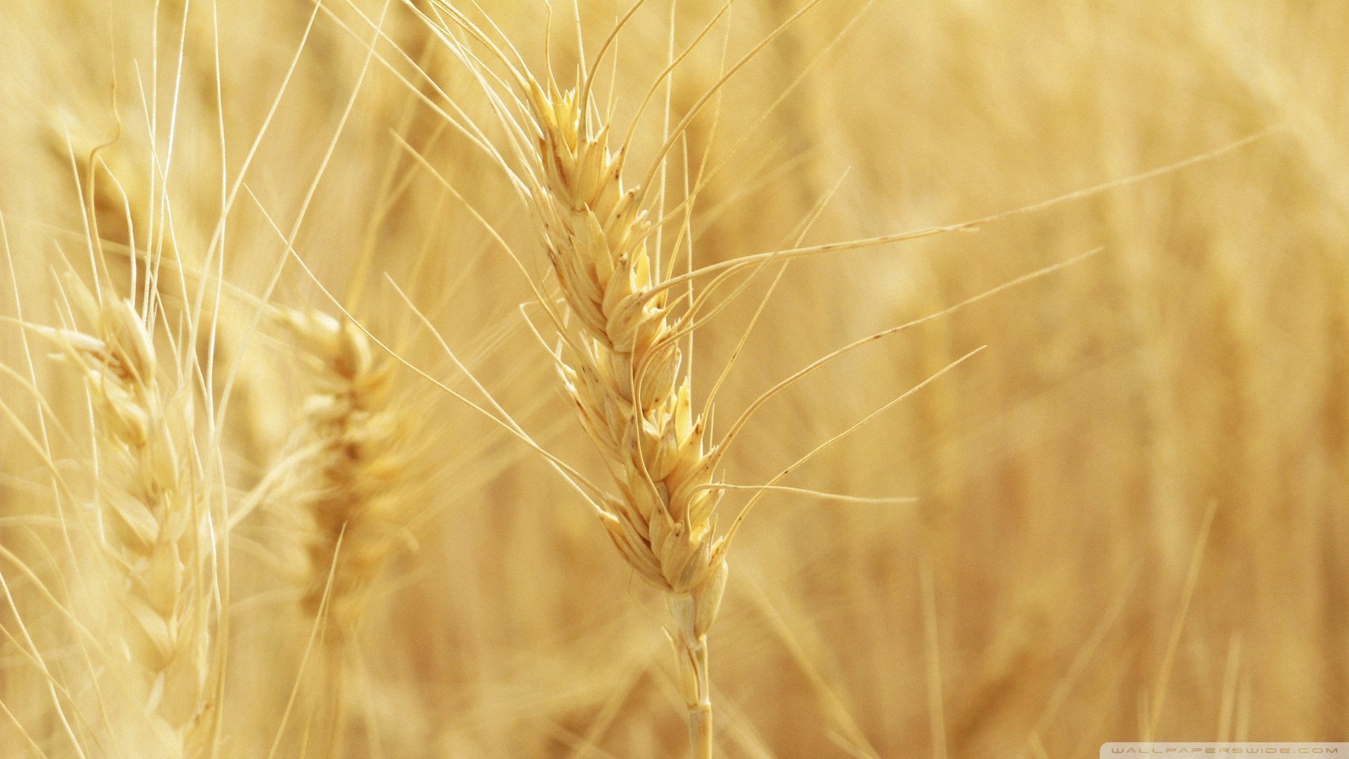 小清新,唯美,温暖,安静,阳光,温馨,儿童桌面专用