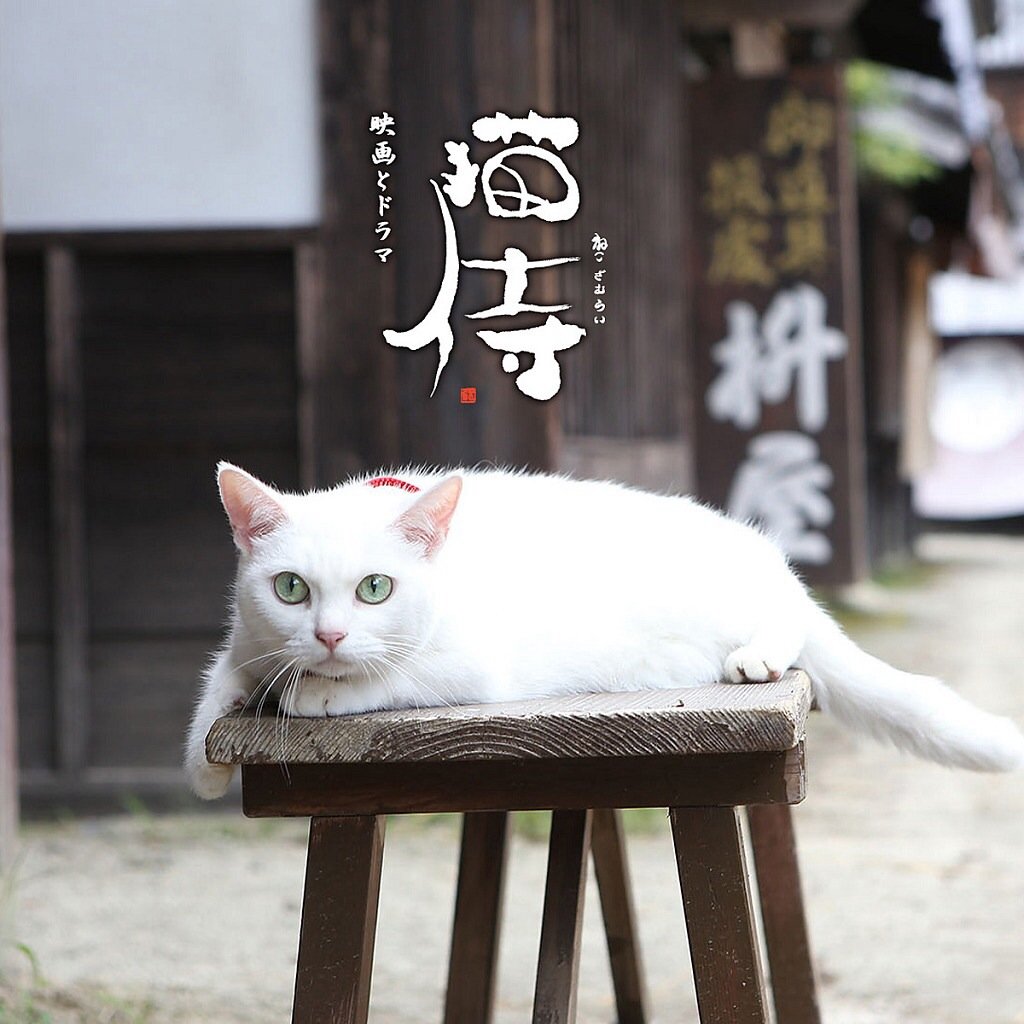 萌宠,儿童桌面专用