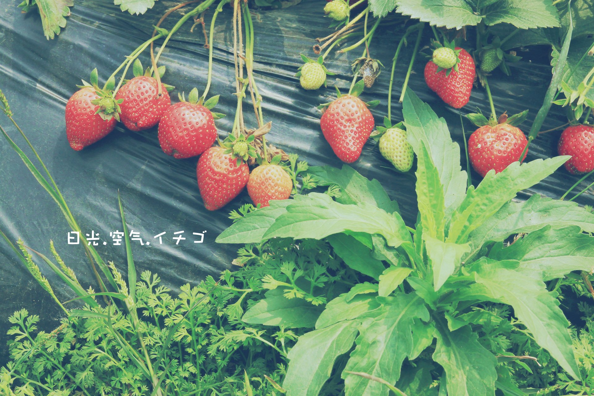 小清新,儿童桌面专用