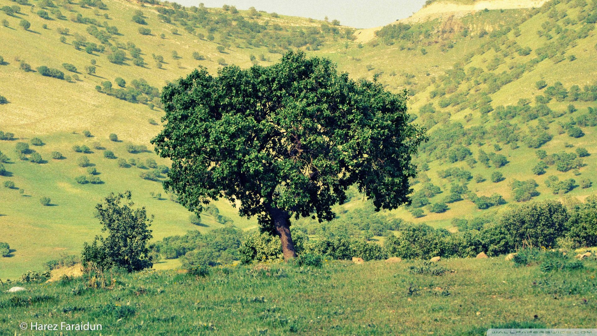 风景,儿童桌面专用
