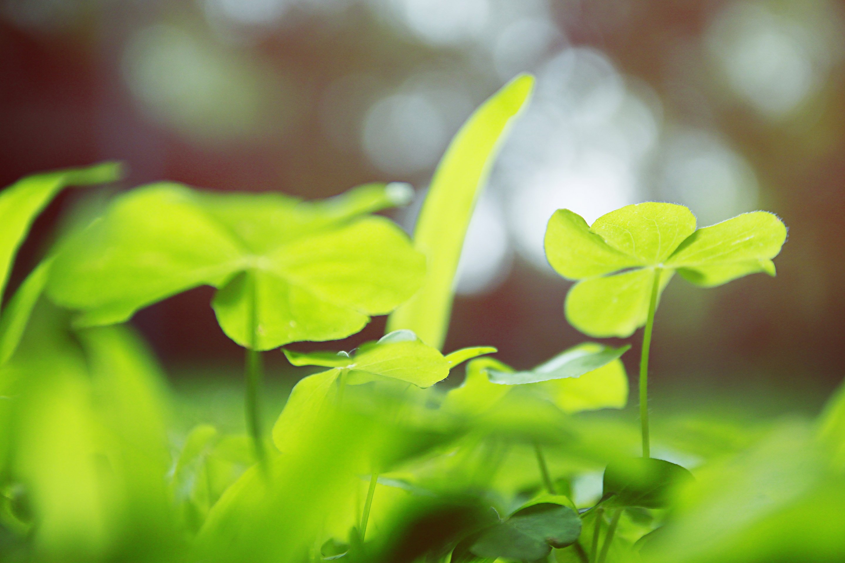 小清新,儿童桌面专用