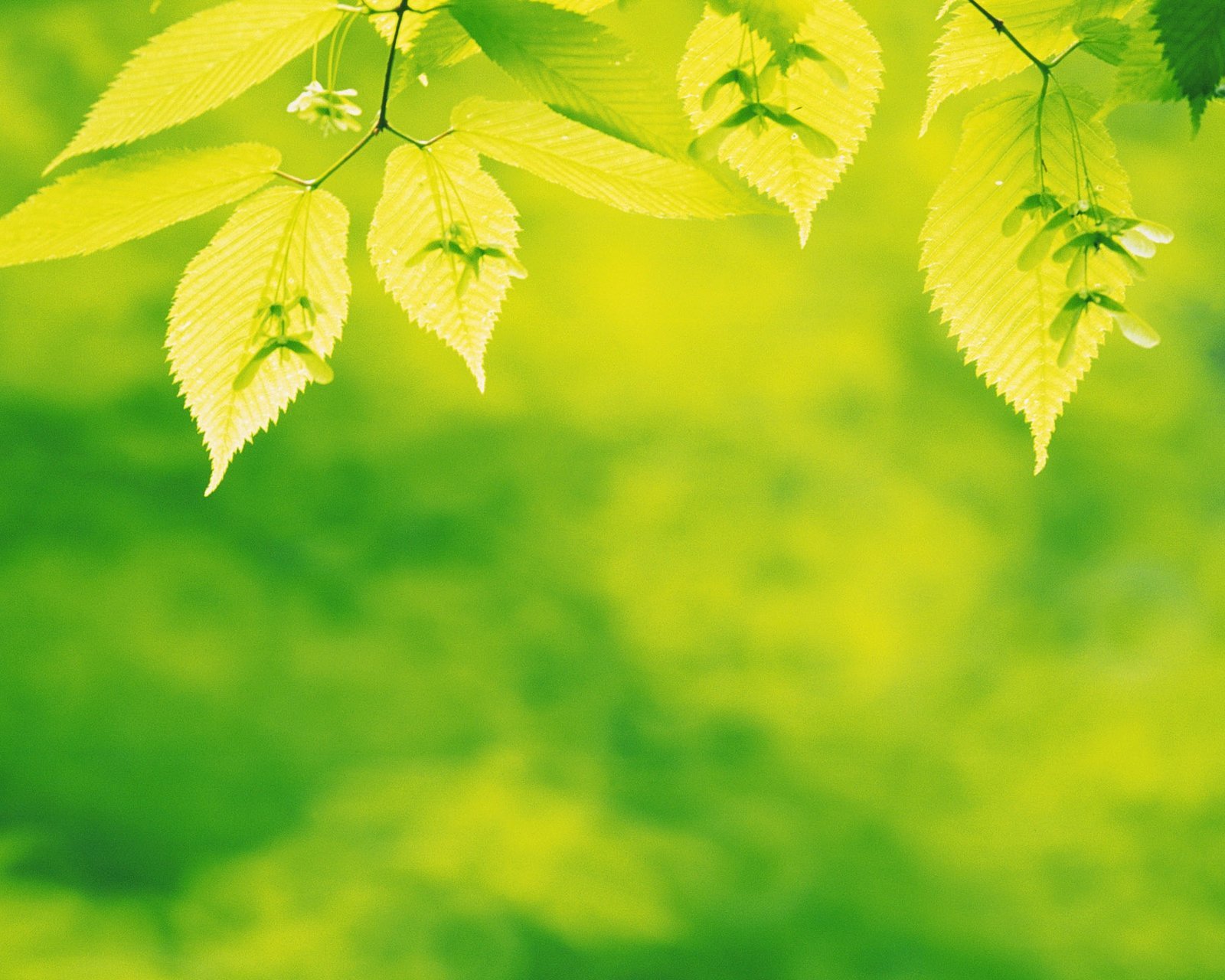 小清新,儿童桌面专用