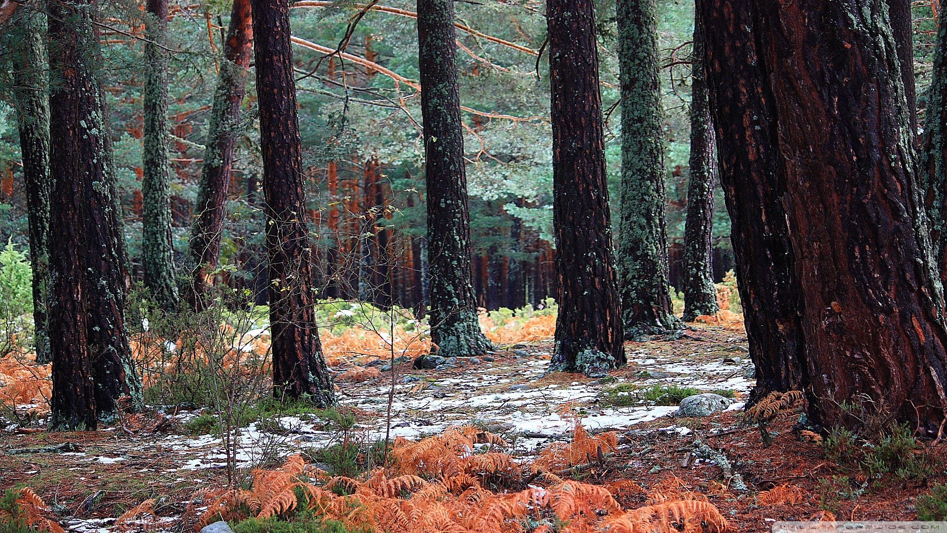 风景,儿童桌面专用