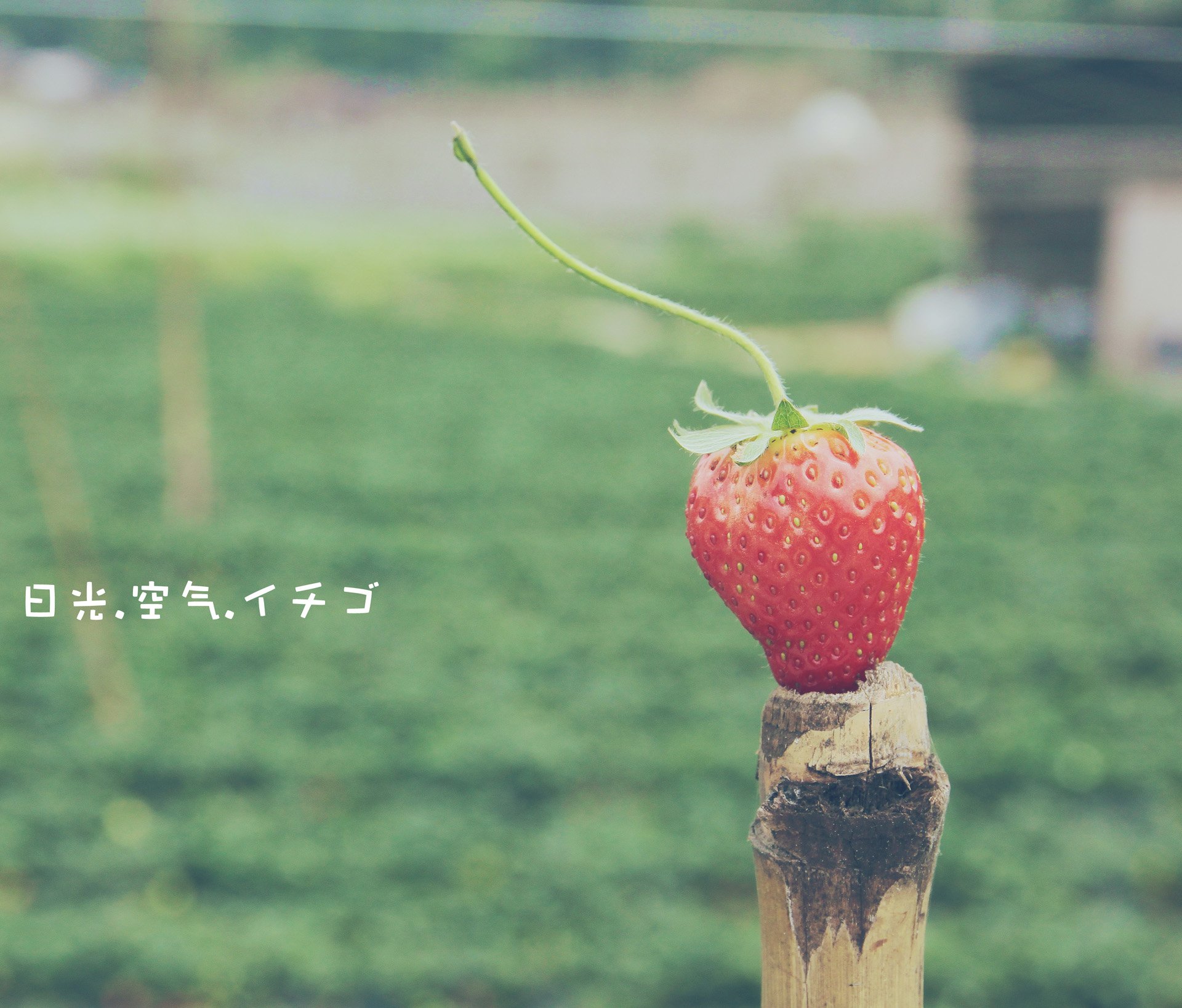 小清新,儿童桌面专用