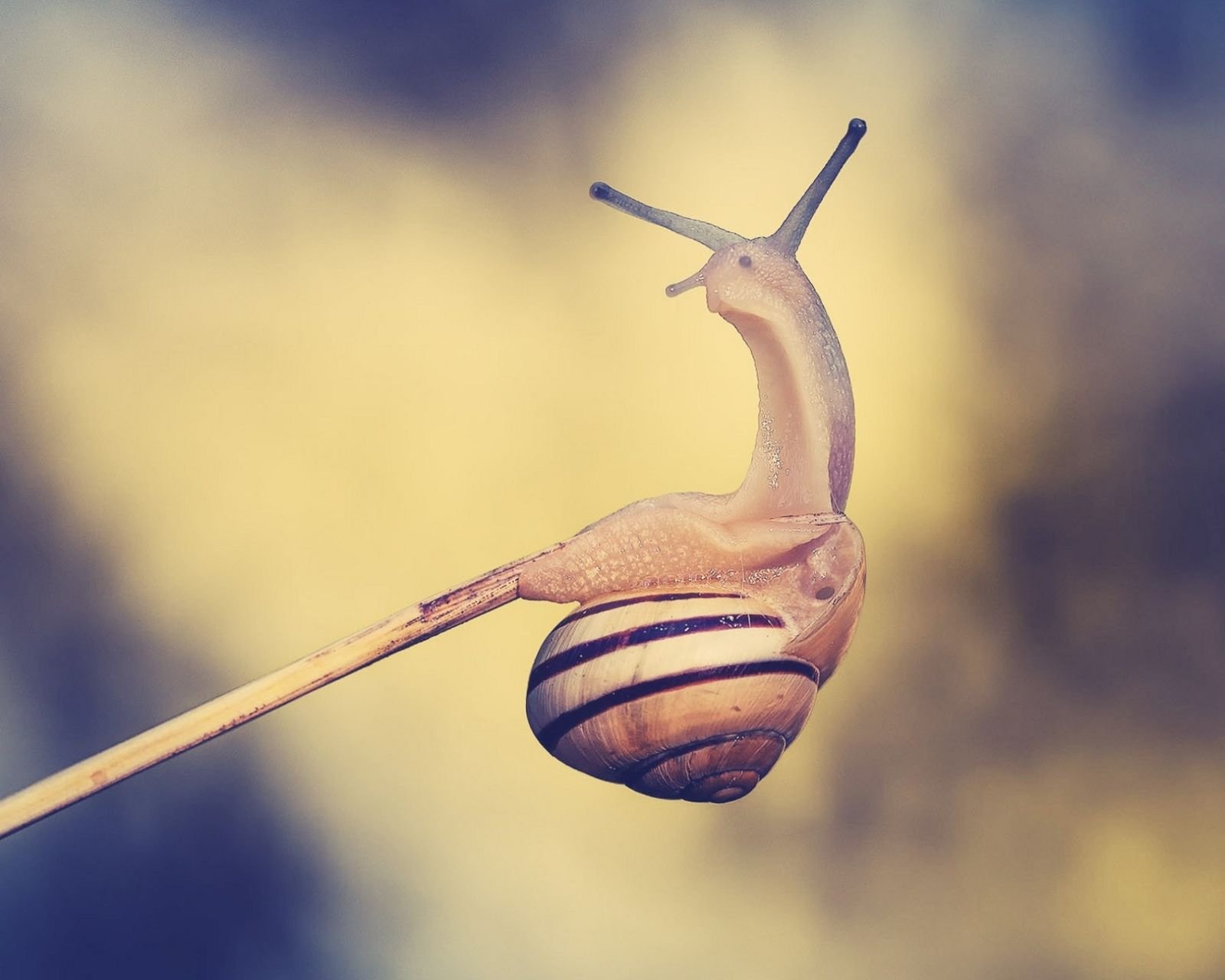 萌宠,儿童桌面专用