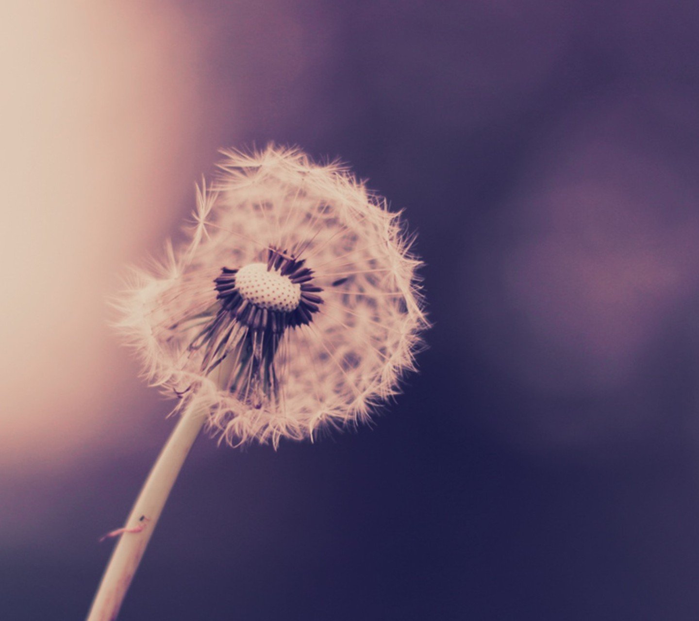 小清新,儿童桌面专用