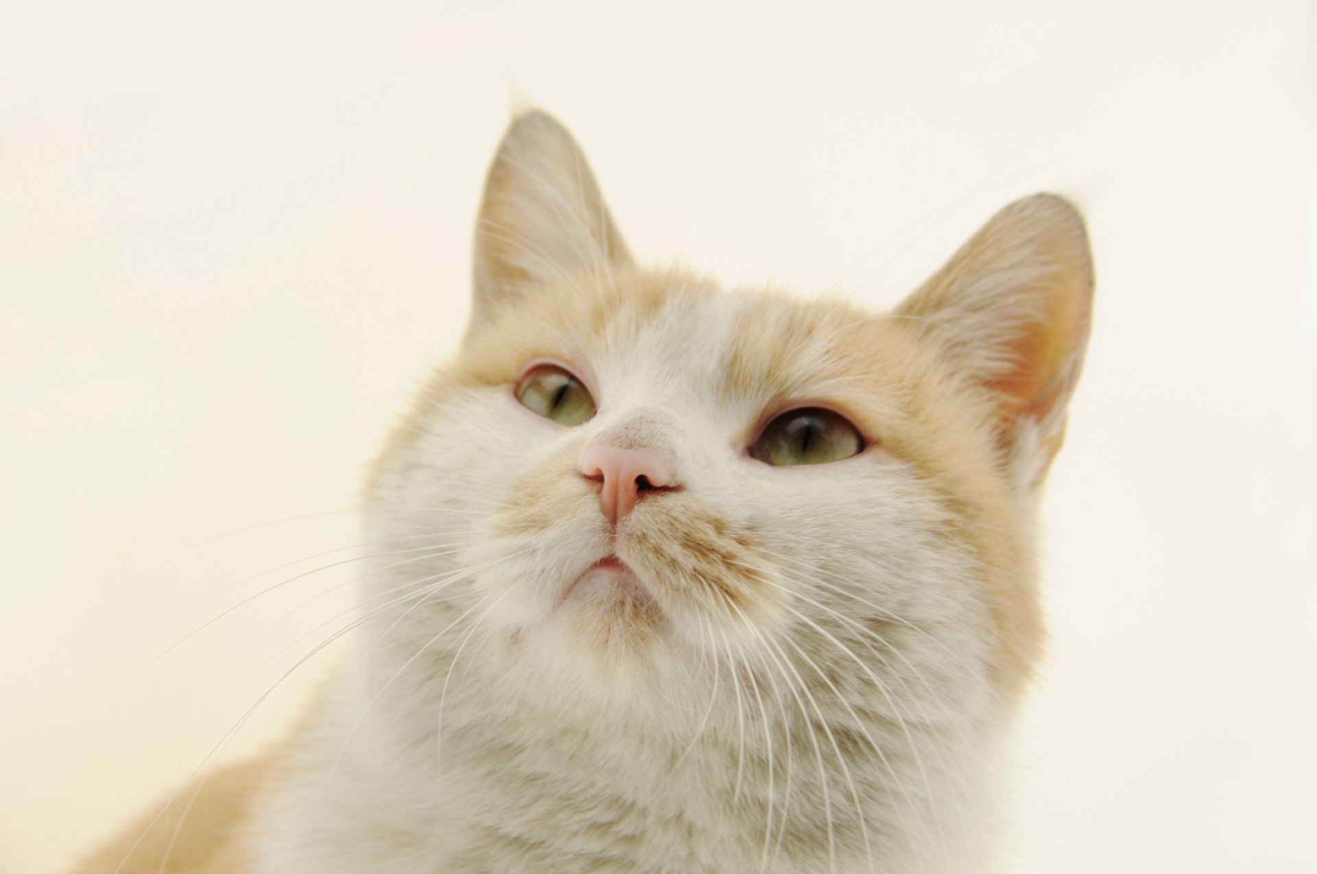 萌宠,儿童桌面专用