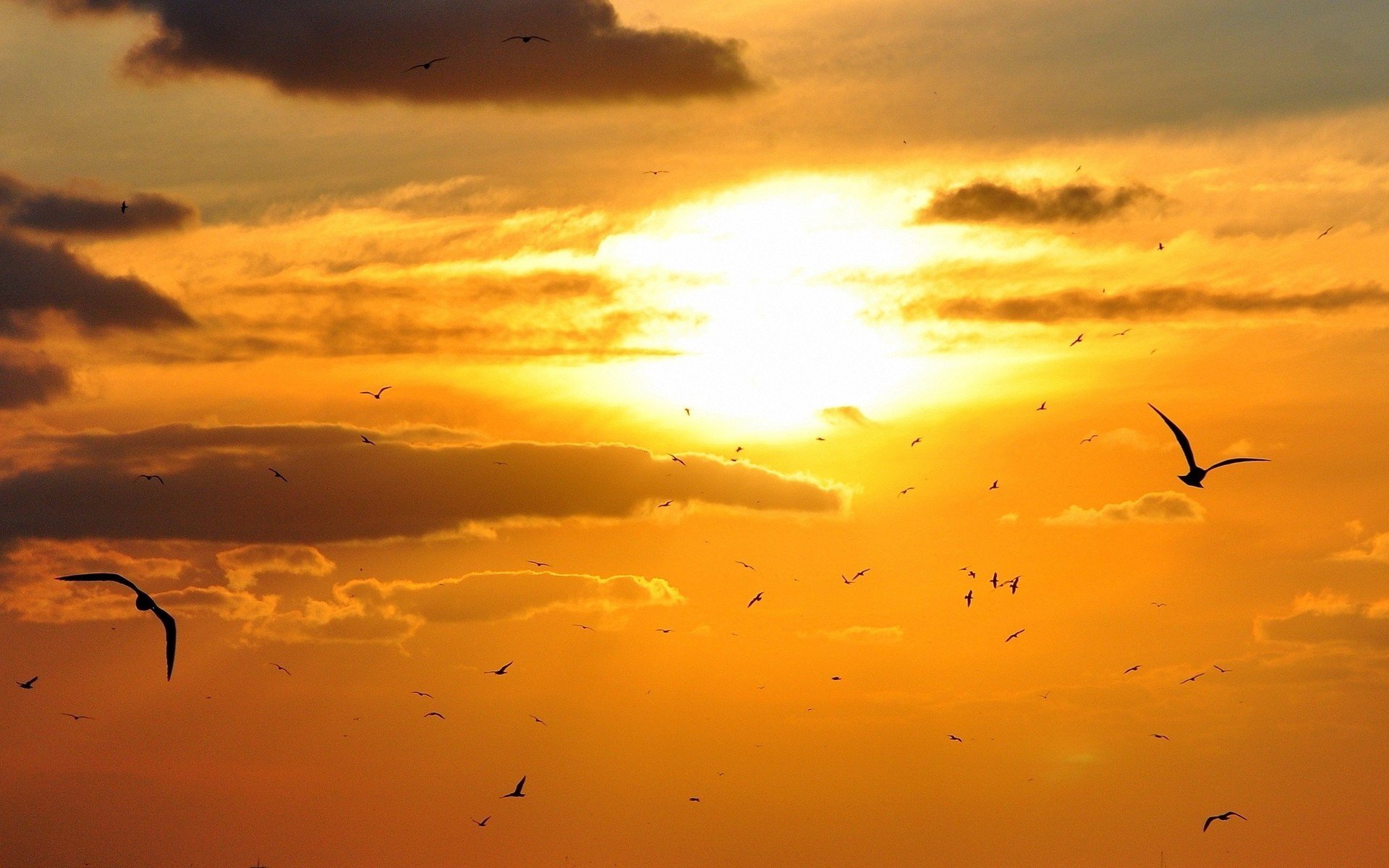 风景,儿童桌面专用