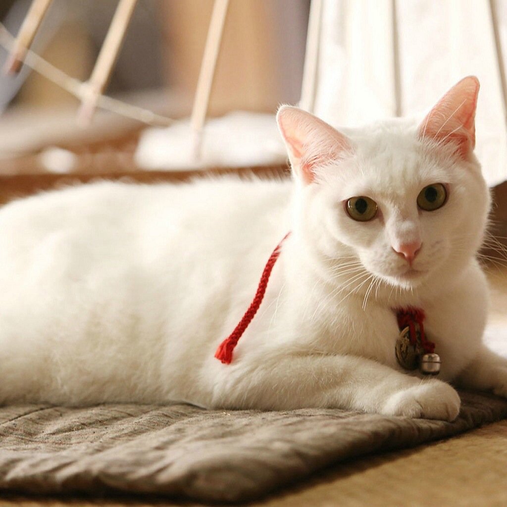 萌宠,儿童桌面专用