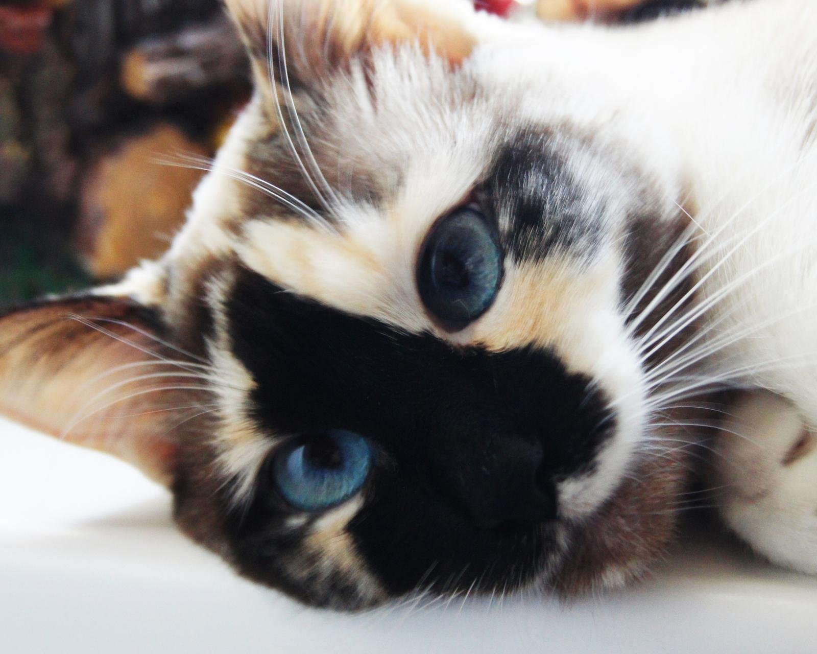 萌宠,儿童桌面专用