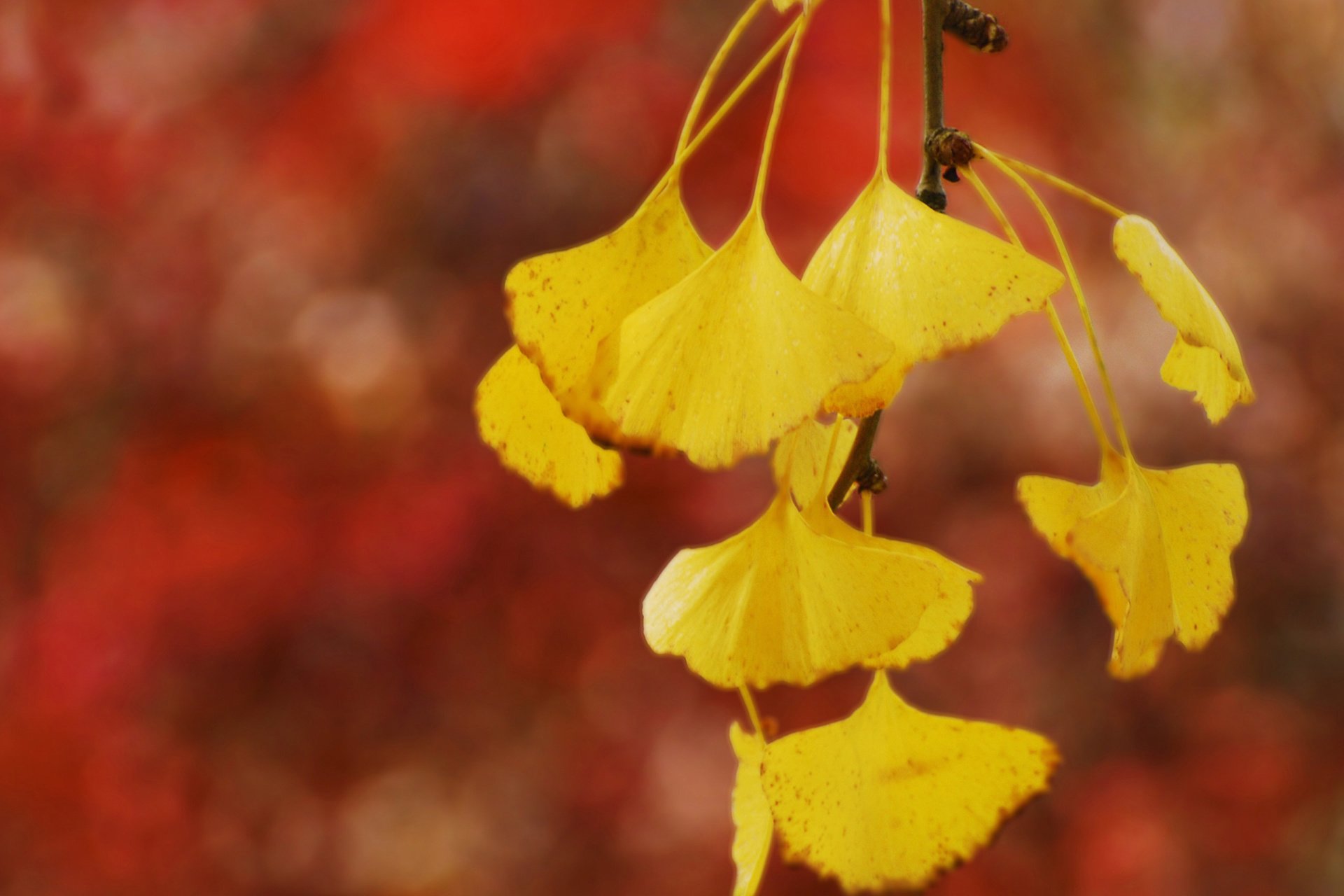 风景大片,摄影,心旷神怡,儿童桌面专用