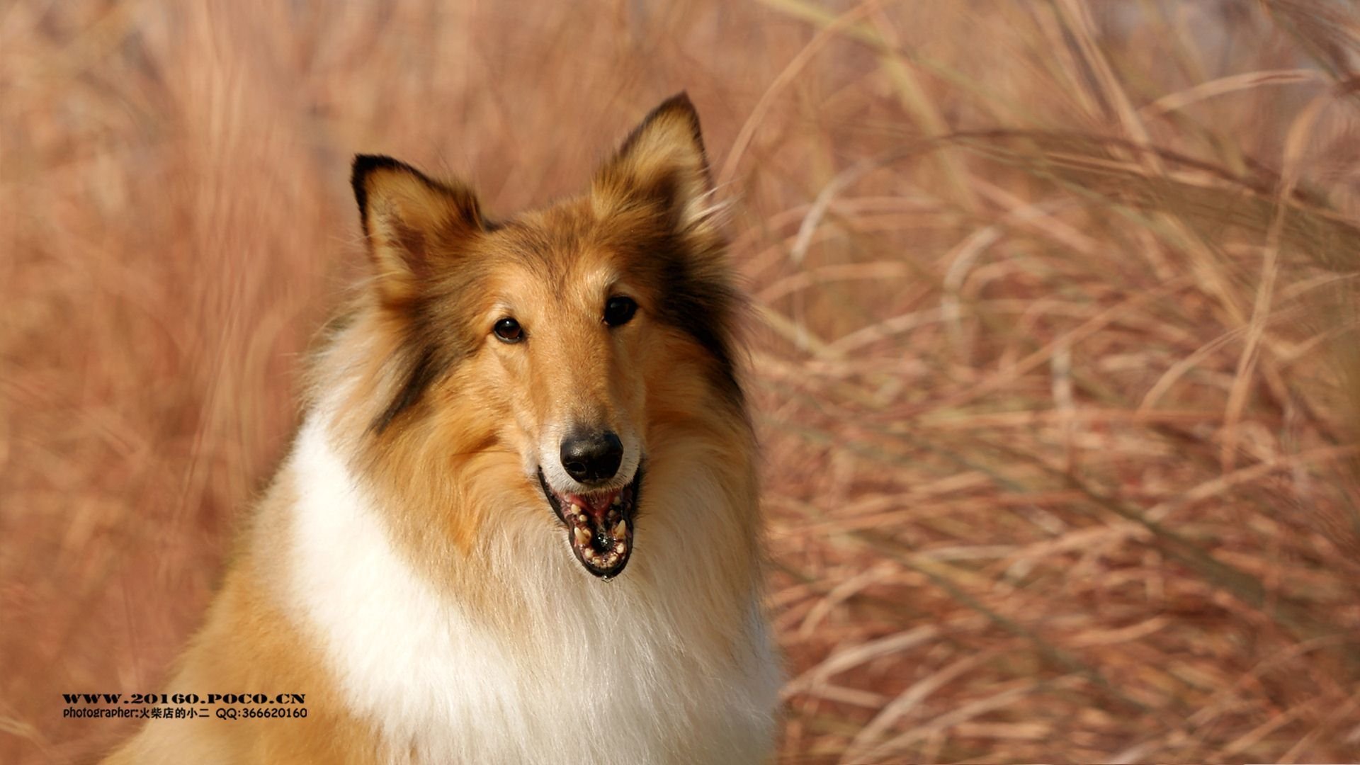萌宠,可爱,动物,火柴宠摄,儿童桌面专用