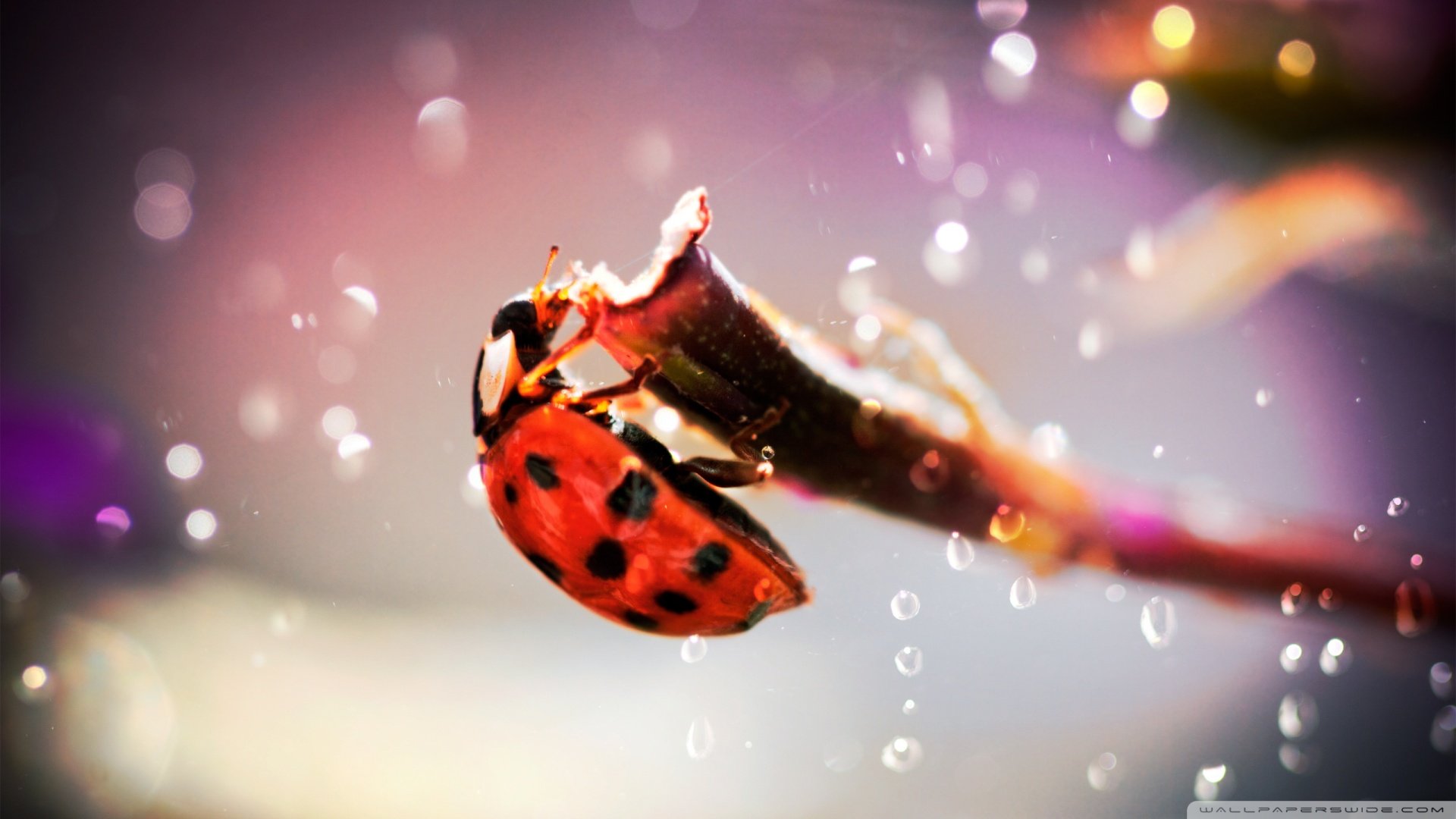 萌宠,儿童桌面专用