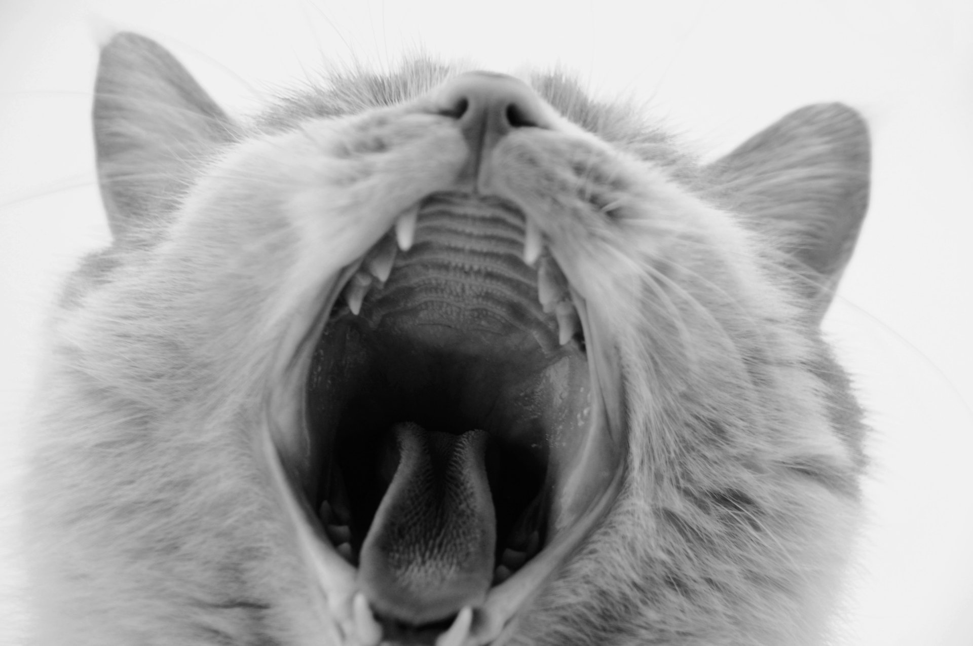 萌宠,儿童桌面专用